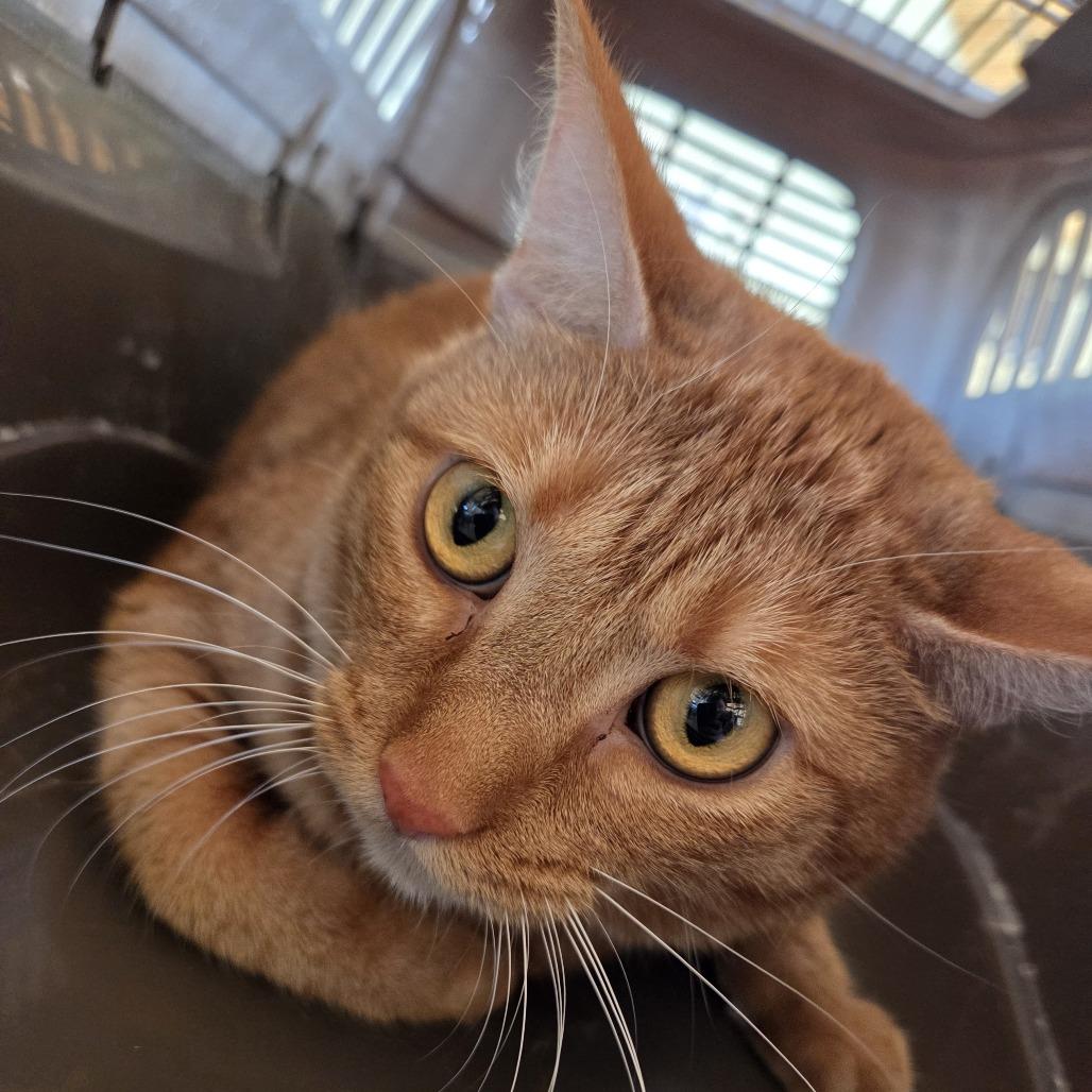 Nikki, a Adoptable Domestic Short Hair in Leander, TX image 2/2