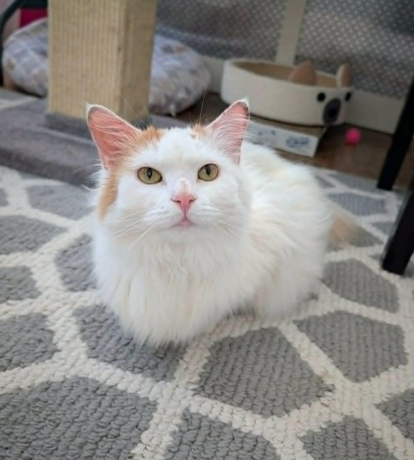 Lychee, ADOPTABLE, Adult Female Domestic Long Hair.