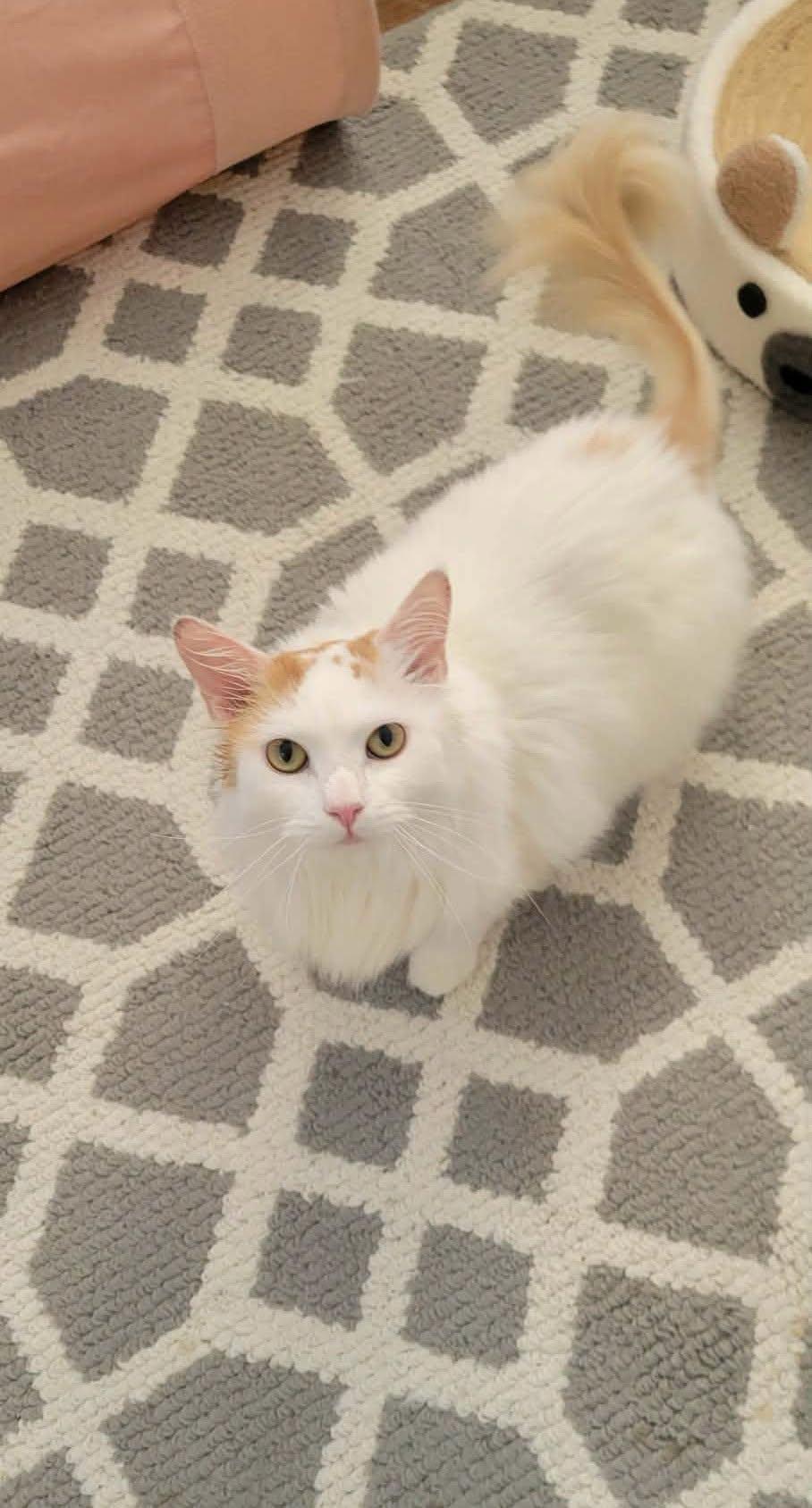 Lychee, a ADOPTABLE Domestic Long Hair in Roslindale, MA image 4/4