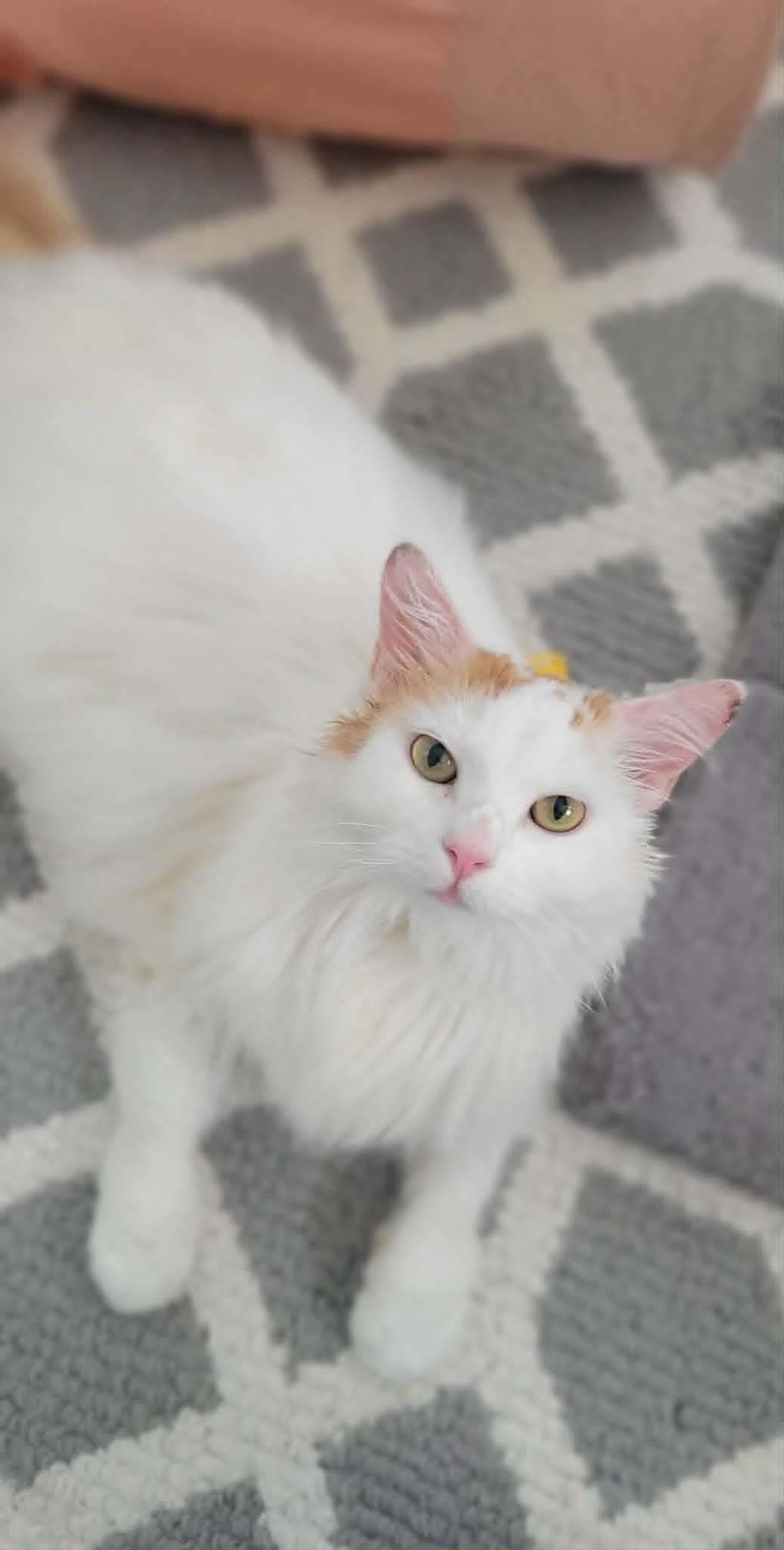 Lychee, a ADOPTABLE Domestic Long Hair in Roslindale, MA image 3/4