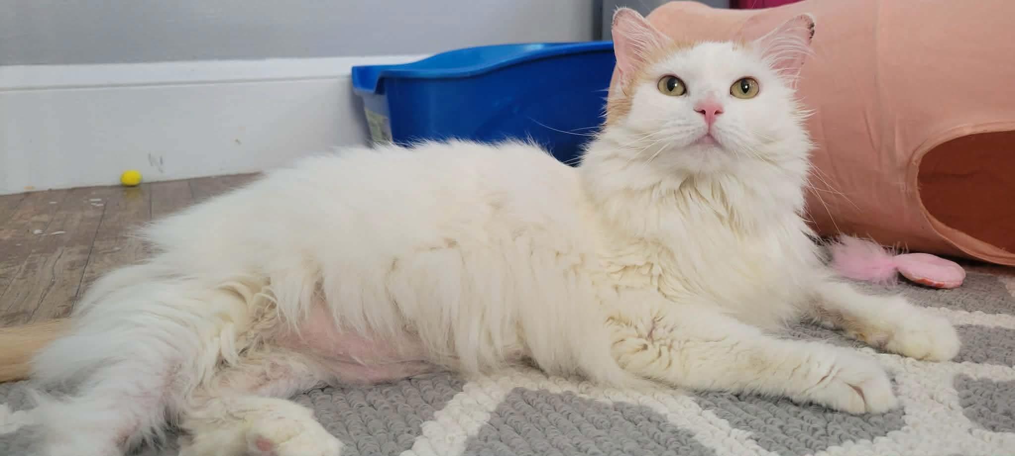 Lychee, a ADOPTABLE Domestic Long Hair in Roslindale, MA image 2/4