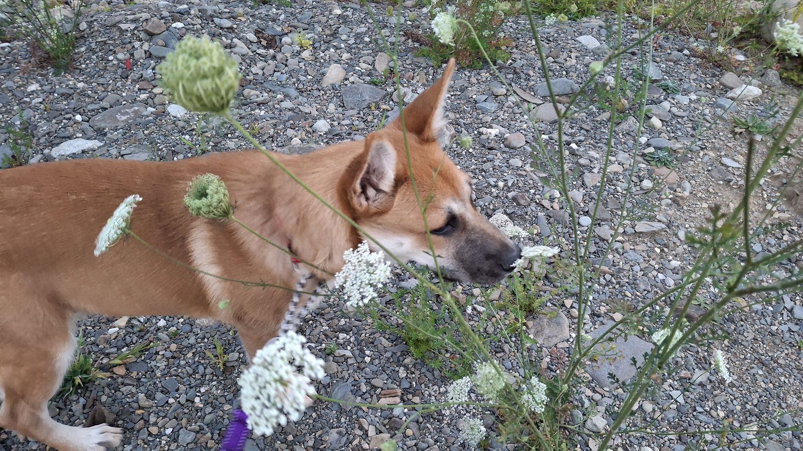 DAPHNE, Adopted, Young Female German Shepherd Dog.