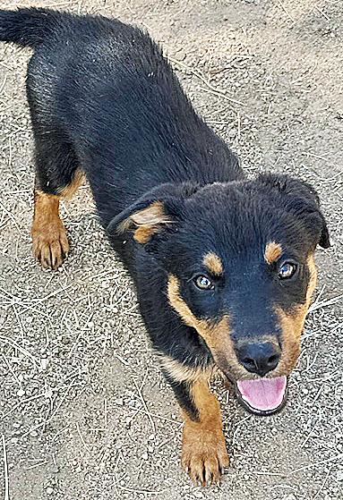 Enlarge Fiona, an adopted mixed breed in Poway, CA image 3/5