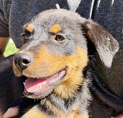 Enlarge Fiona, an adopted mixed breed in Poway, CA image 5/5