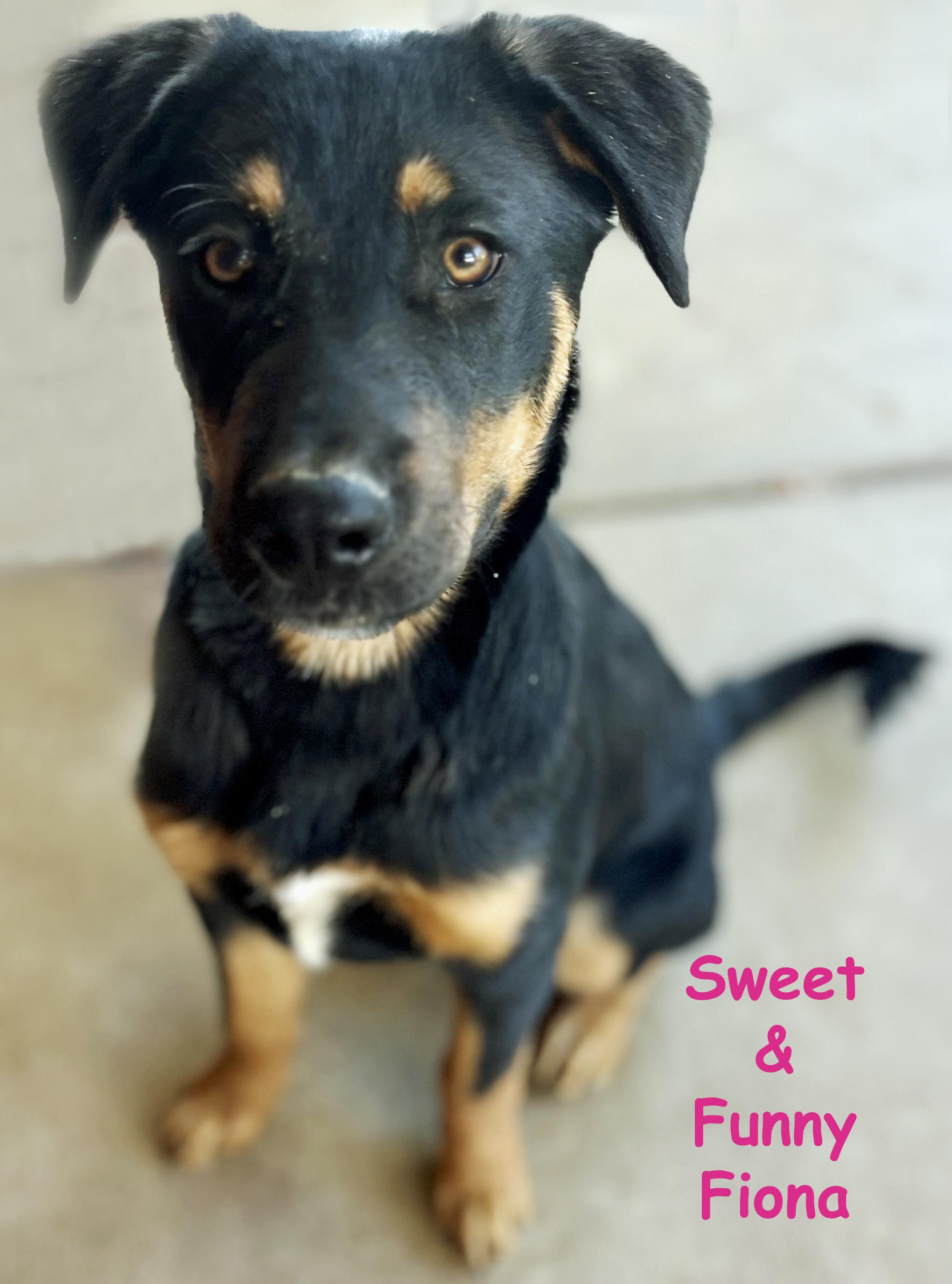 Enlarge Fiona, an adopted mixed breed in Poway, CA image 1/5