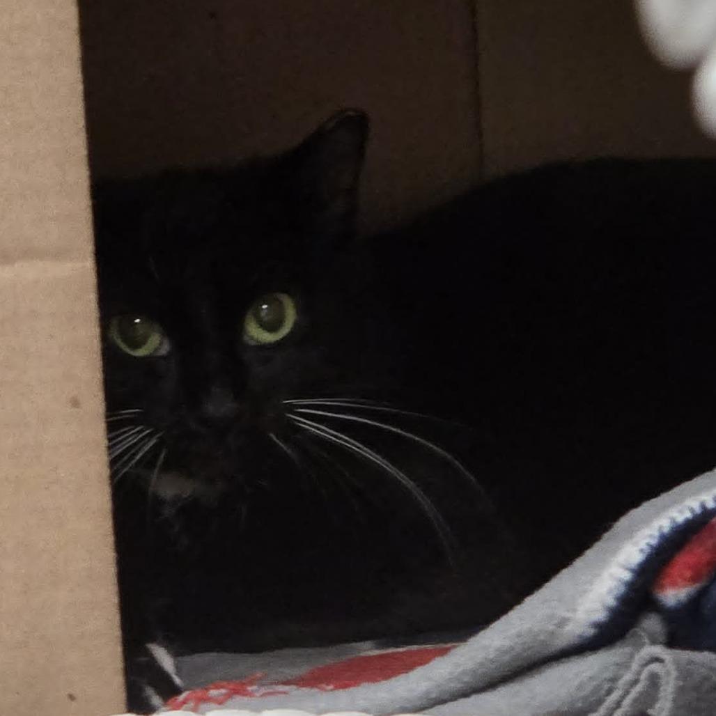 Enlarge Raini, a Adoptable Domestic Short Hair in Ballston Spa, NY image 1/2