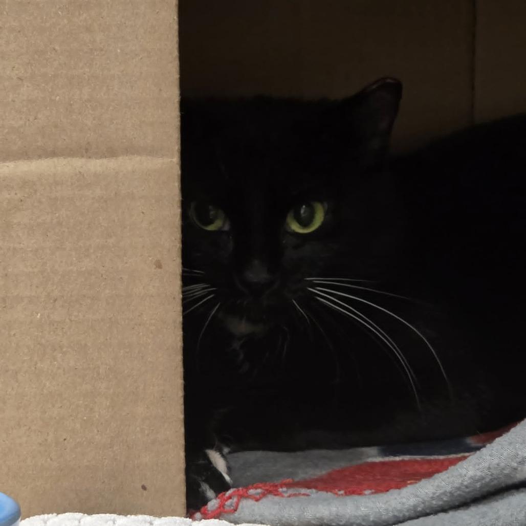 Enlarge Raini, a Adoptable Domestic Short Hair in Ballston Spa, NY image 2/2