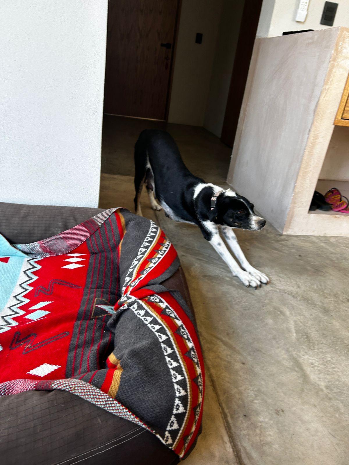 Enlarge Maggi, an adopted mixed breed in Calgary, AB image 6/6