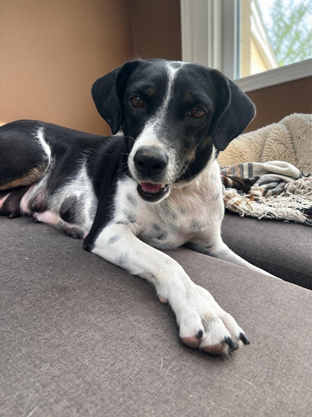 Maggi, adopted, Adult Female Beagle & Jack Russell Terrier.