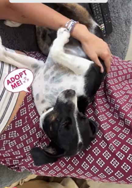 Enlarge Maggi, an adopted mixed breed in Calgary, AB image 4/6