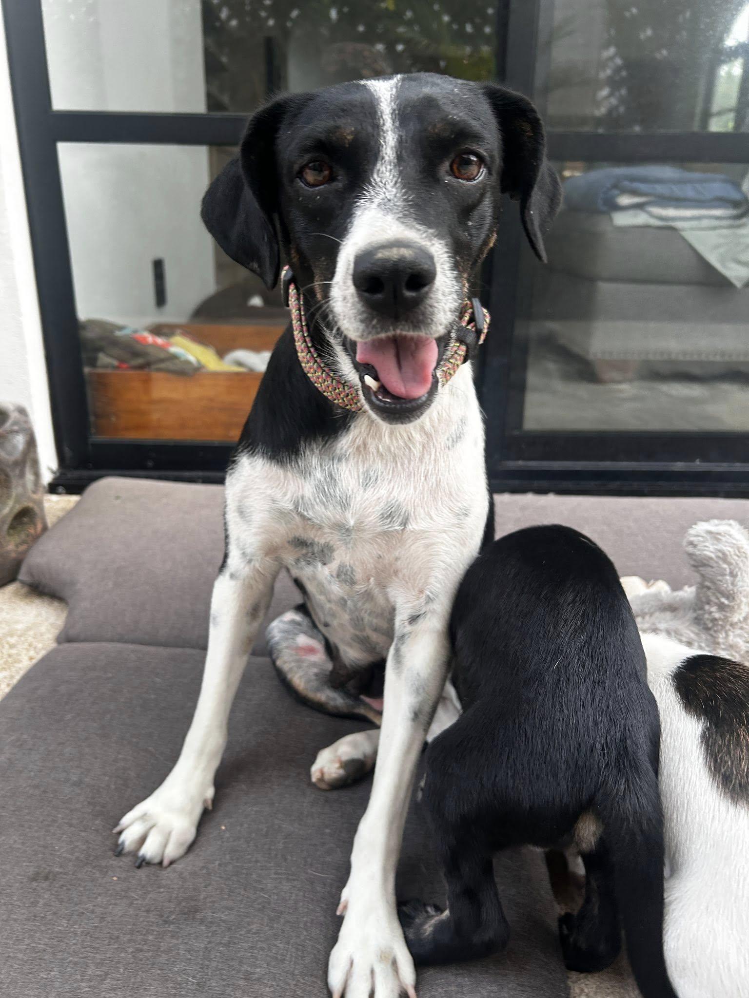 Enlarge Maggi, an adopted mixed breed in Calgary, AB image 3/6