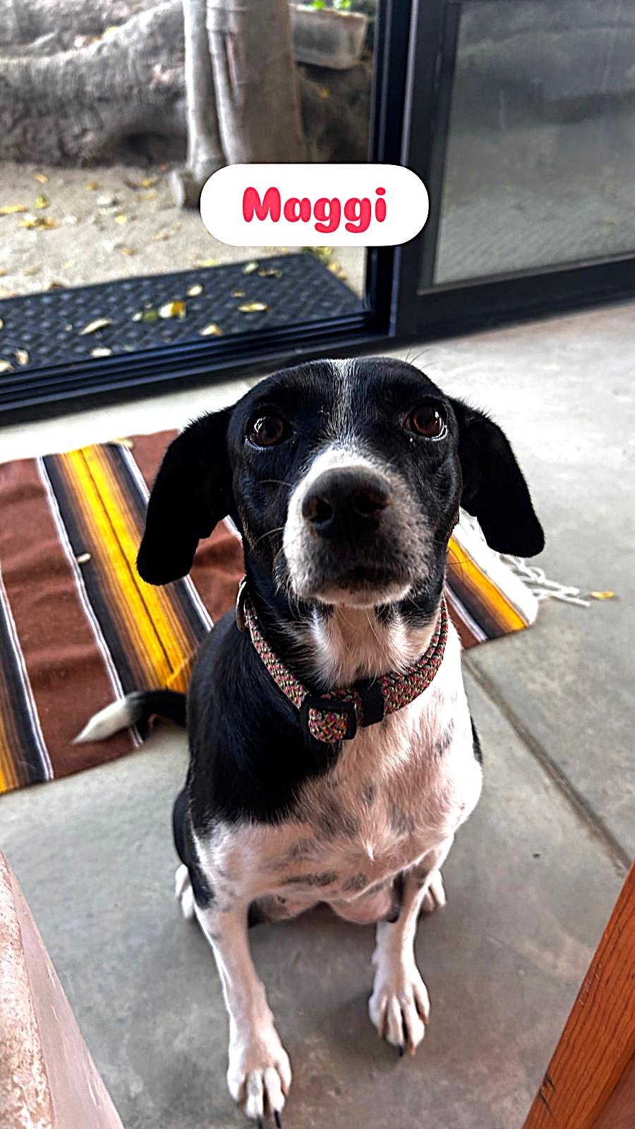 Enlarge Maggi, an adopted mixed breed in Calgary, AB image 5/6