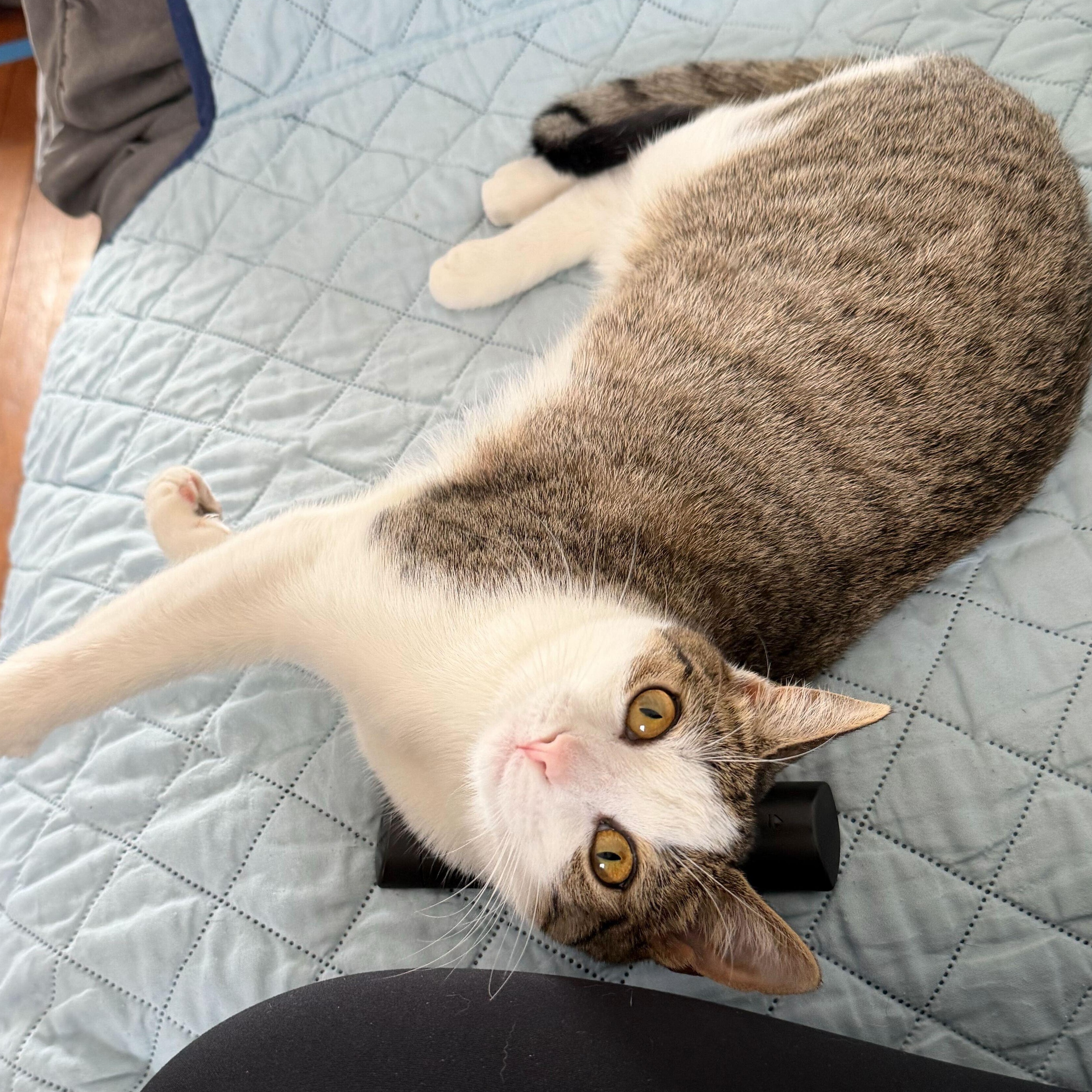 Xena Warrior Princess, Adoptable, Young Female Domestic Short Hair.