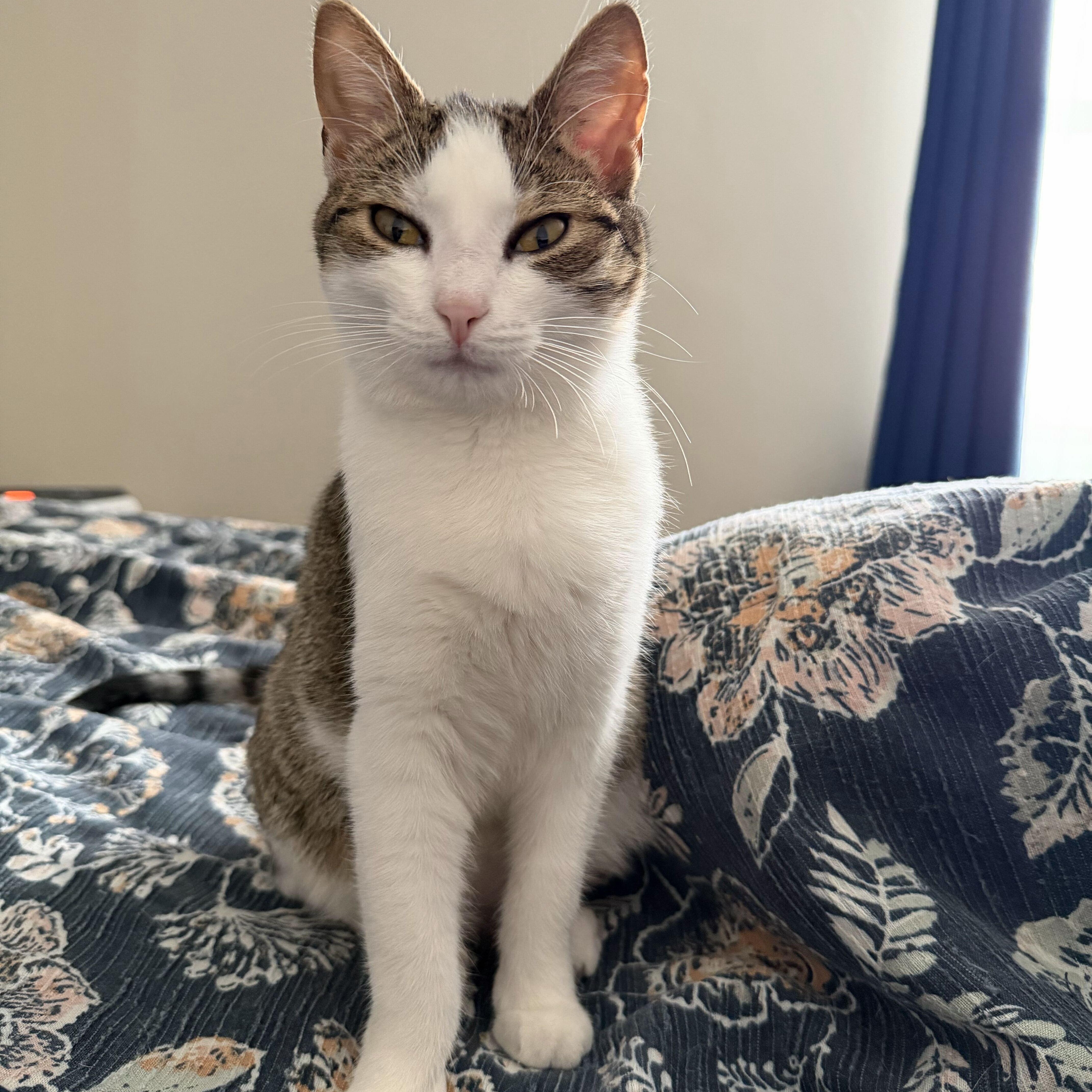 Enlarge Xena Warrior Princess, a Adoptable mixed breed in New Bedford, MA image 2/4