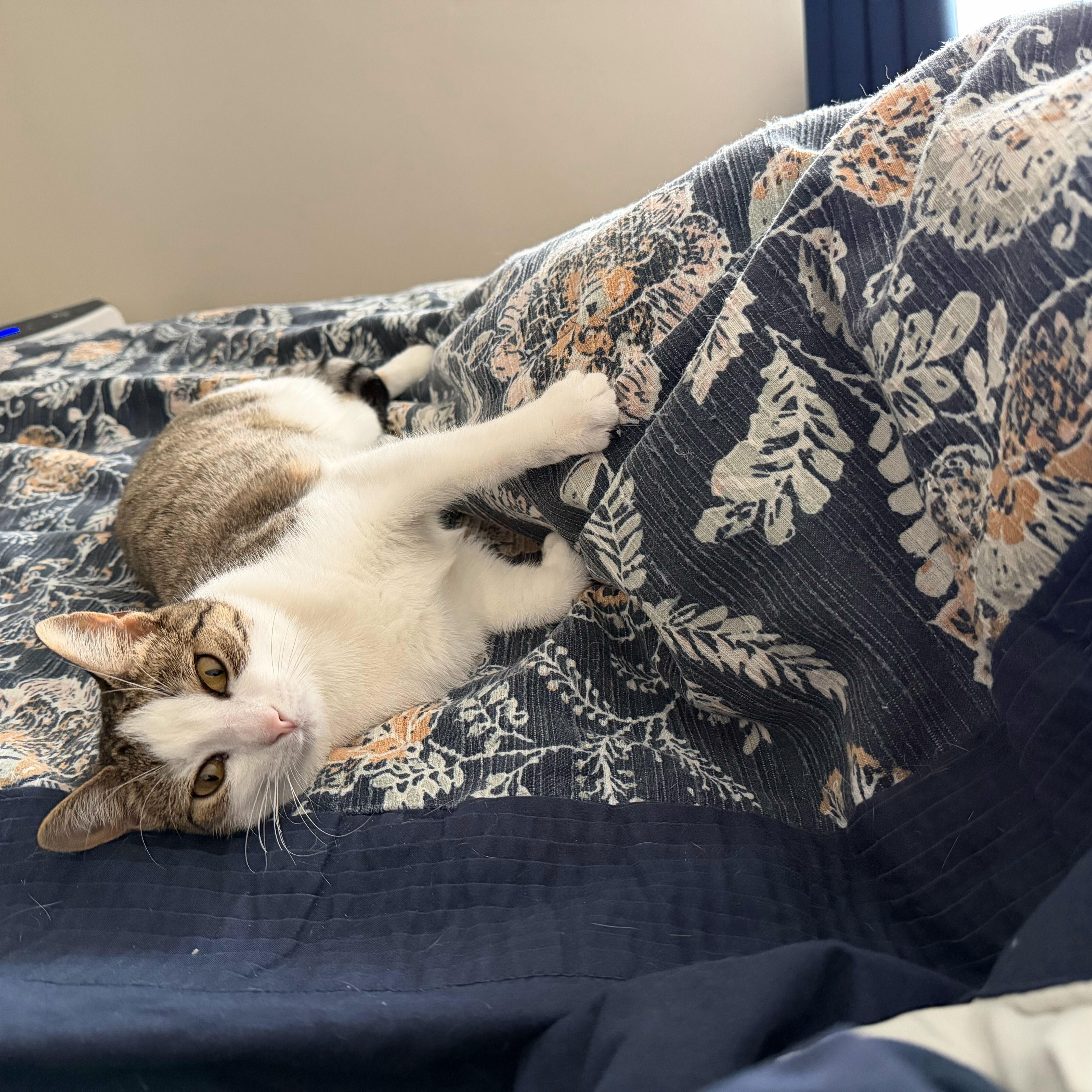 Enlarge Xena Warrior Princess, a Adoptable mixed breed in New Bedford, MA image 3/4