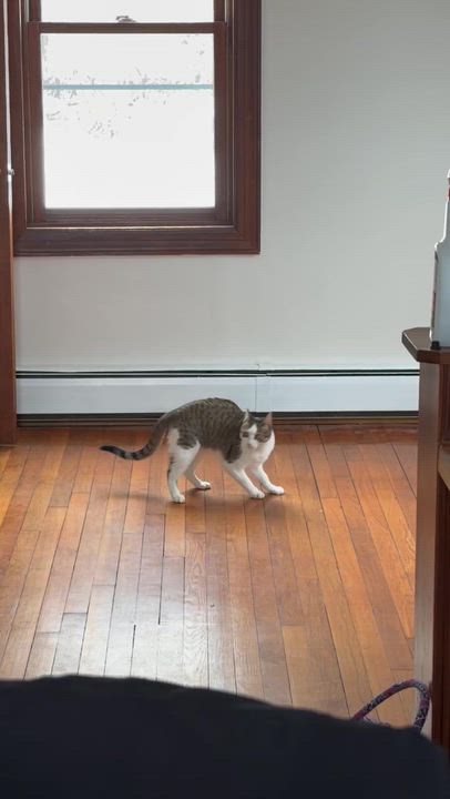 Enlarge Xena Warrior Princess, a Adoptable mixed breed in New Bedford, MA video 4/4