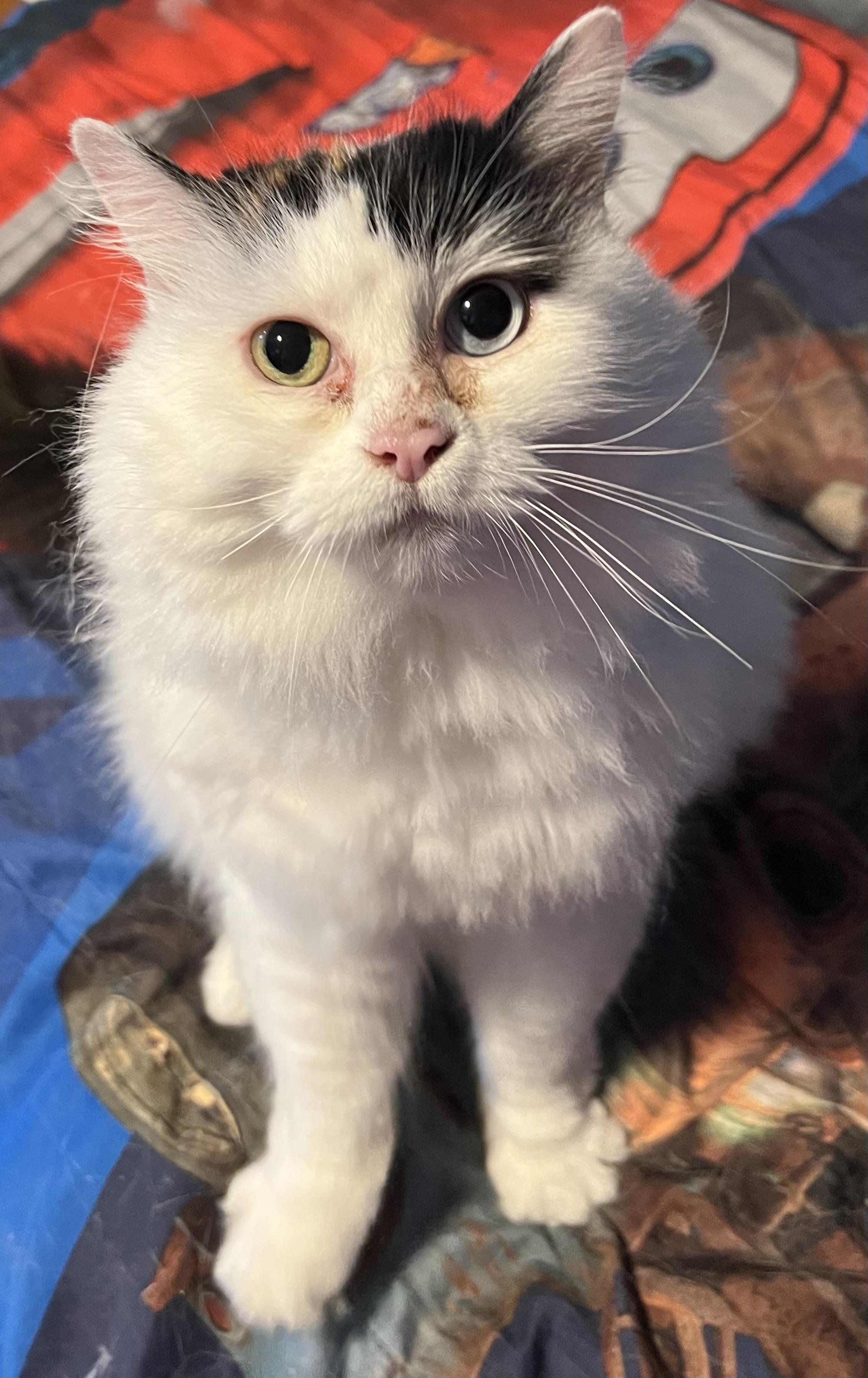 Aurora, a ADOPTABLE Turkish Van in Campbellsville, KY image 1/5
