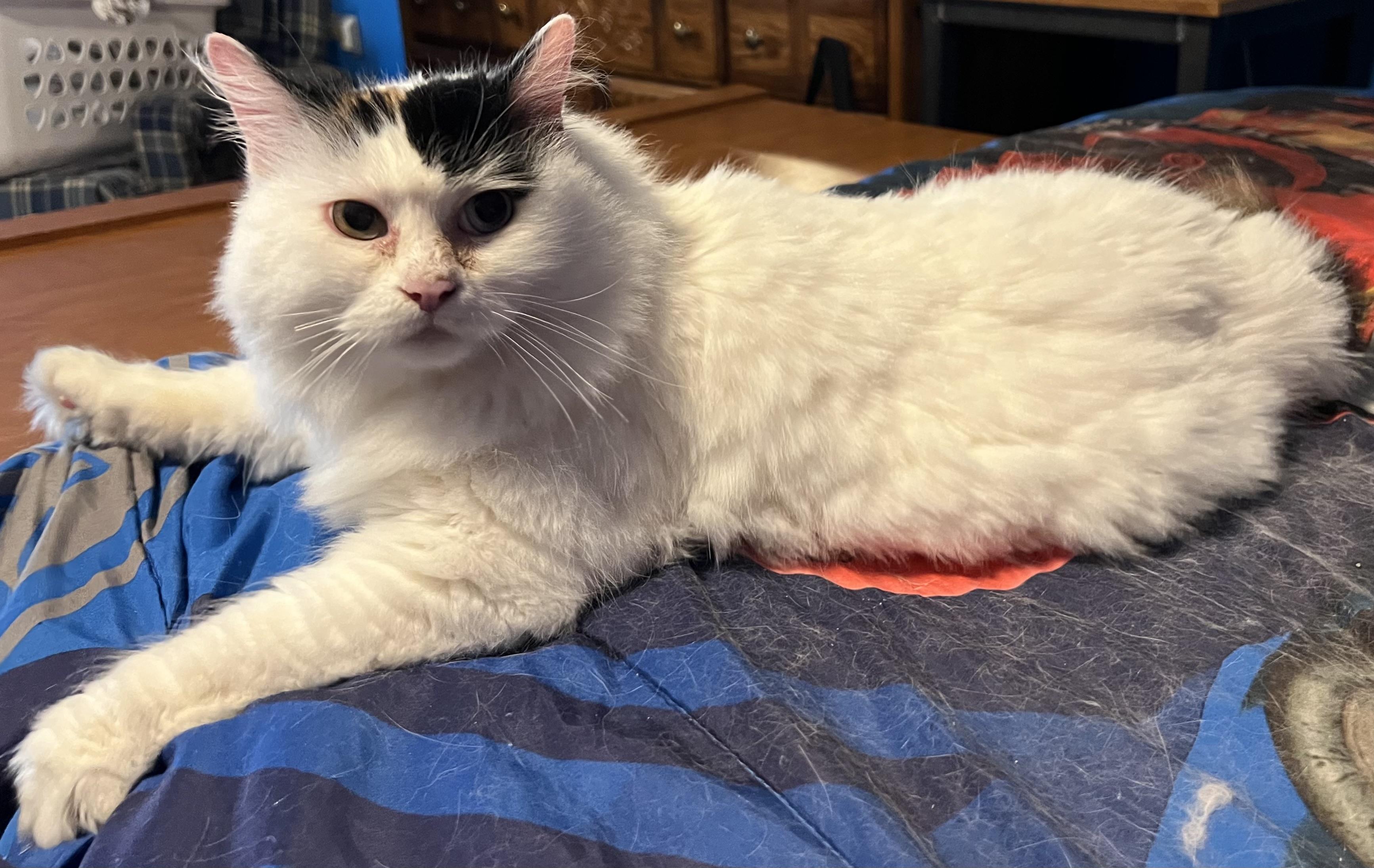 Aurora, a ADOPTABLE Turkish Van in Campbellsville, KY image 4/5