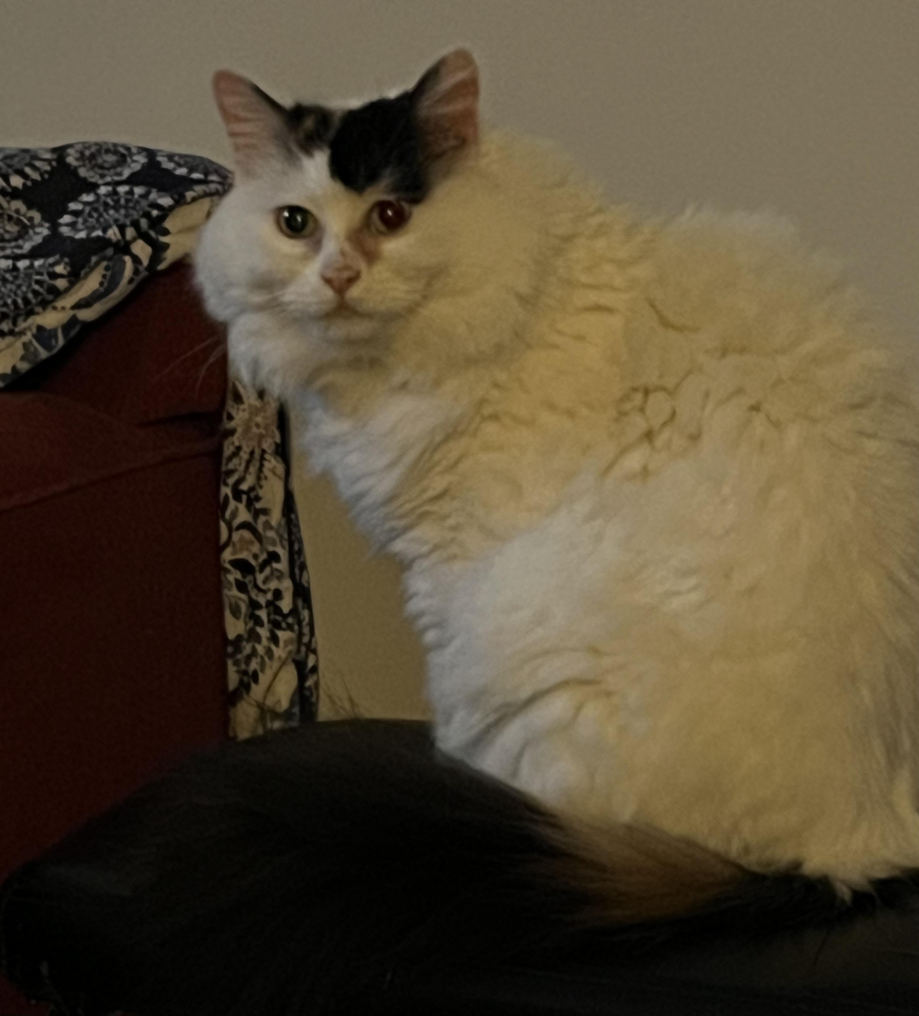 Aurora, a ADOPTABLE Turkish Van in Campbellsville, KY image 5/5