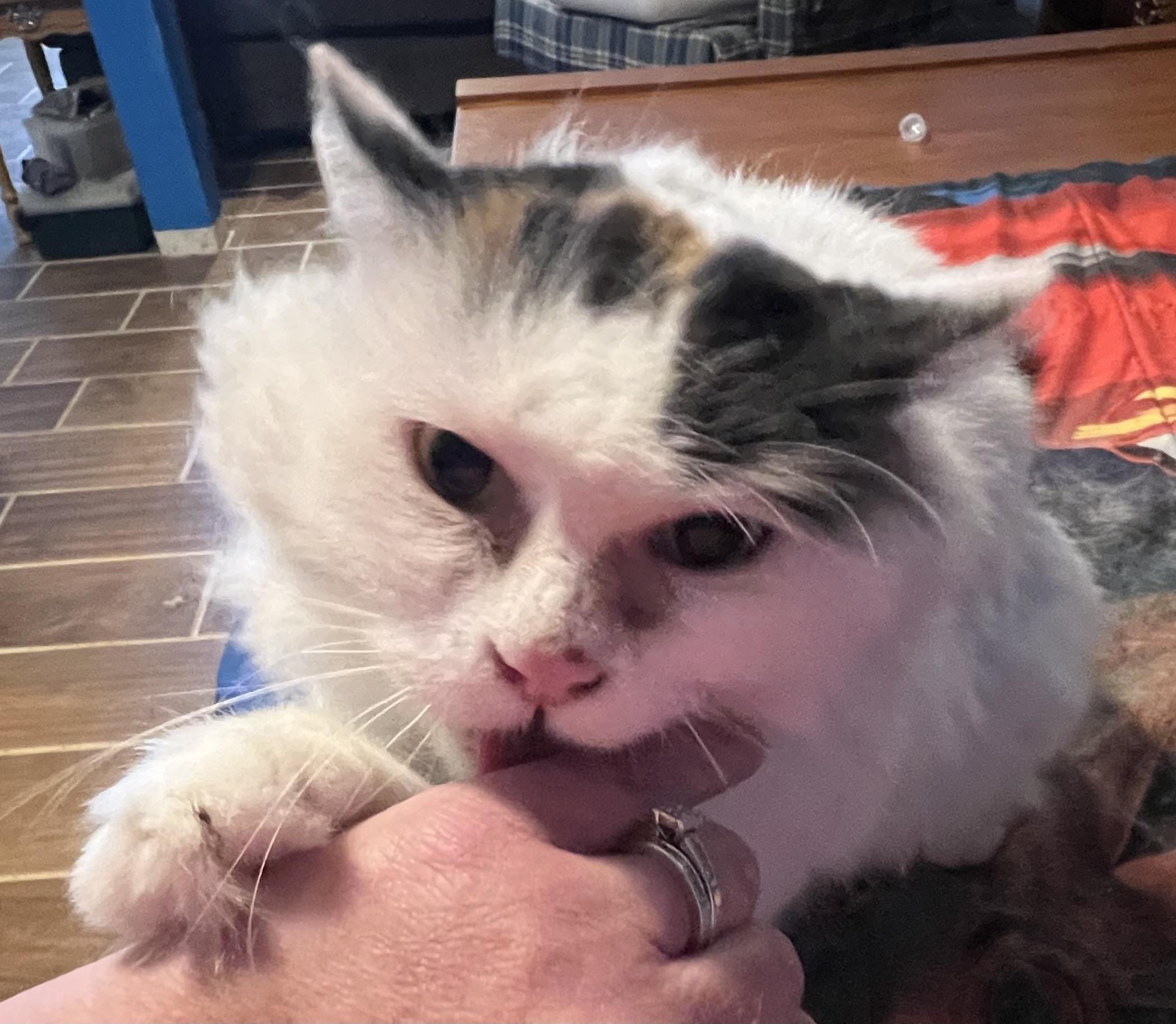 Aurora, a ADOPTABLE Turkish Van in Campbellsville, KY image 2/5