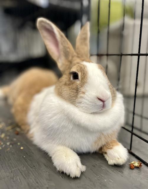 Enlarge CARAMEL, a Adoptable Bunny Rabbit in San Francisco, CA image 1/1