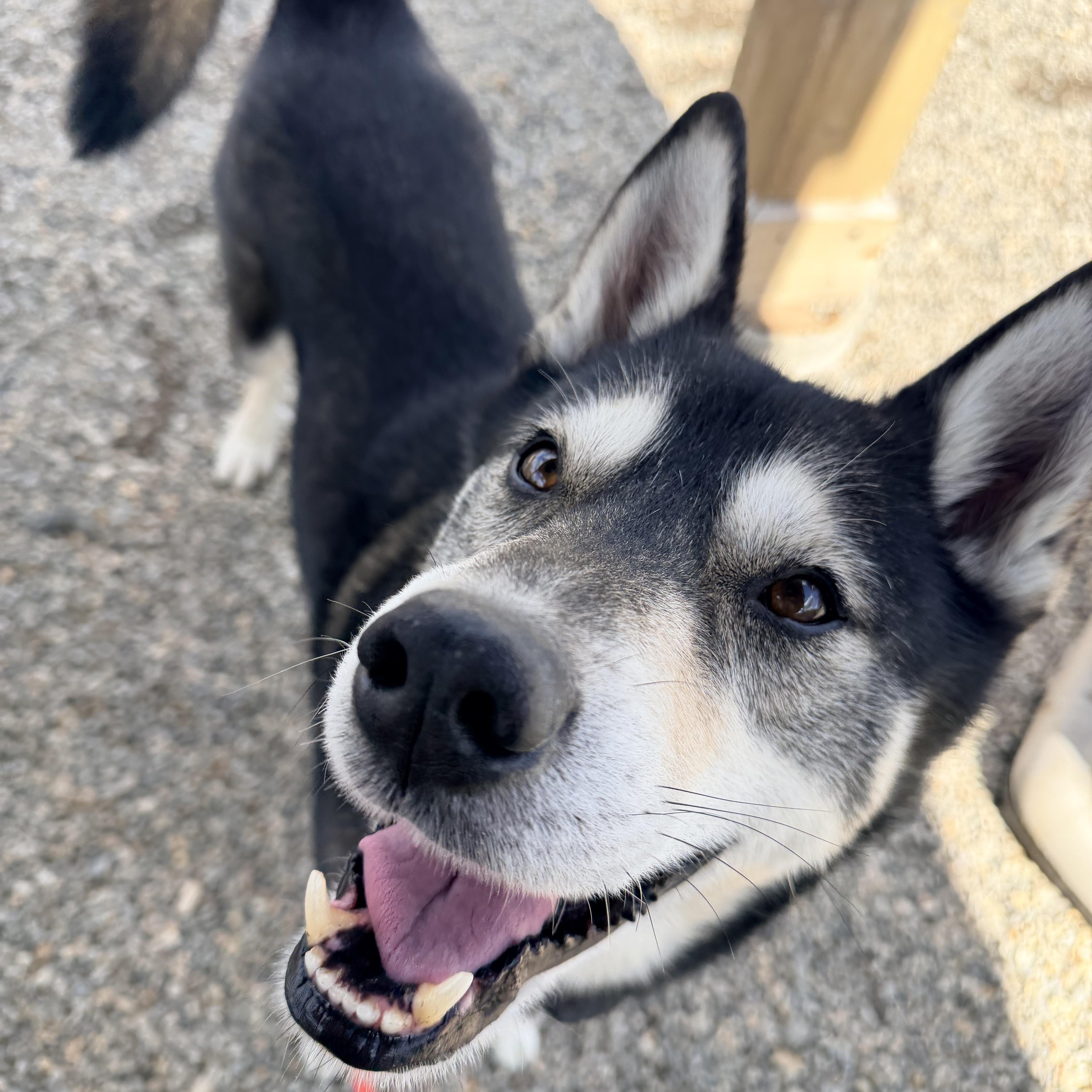 D.O.G., ADOPTABLE, Adult Male Husky.