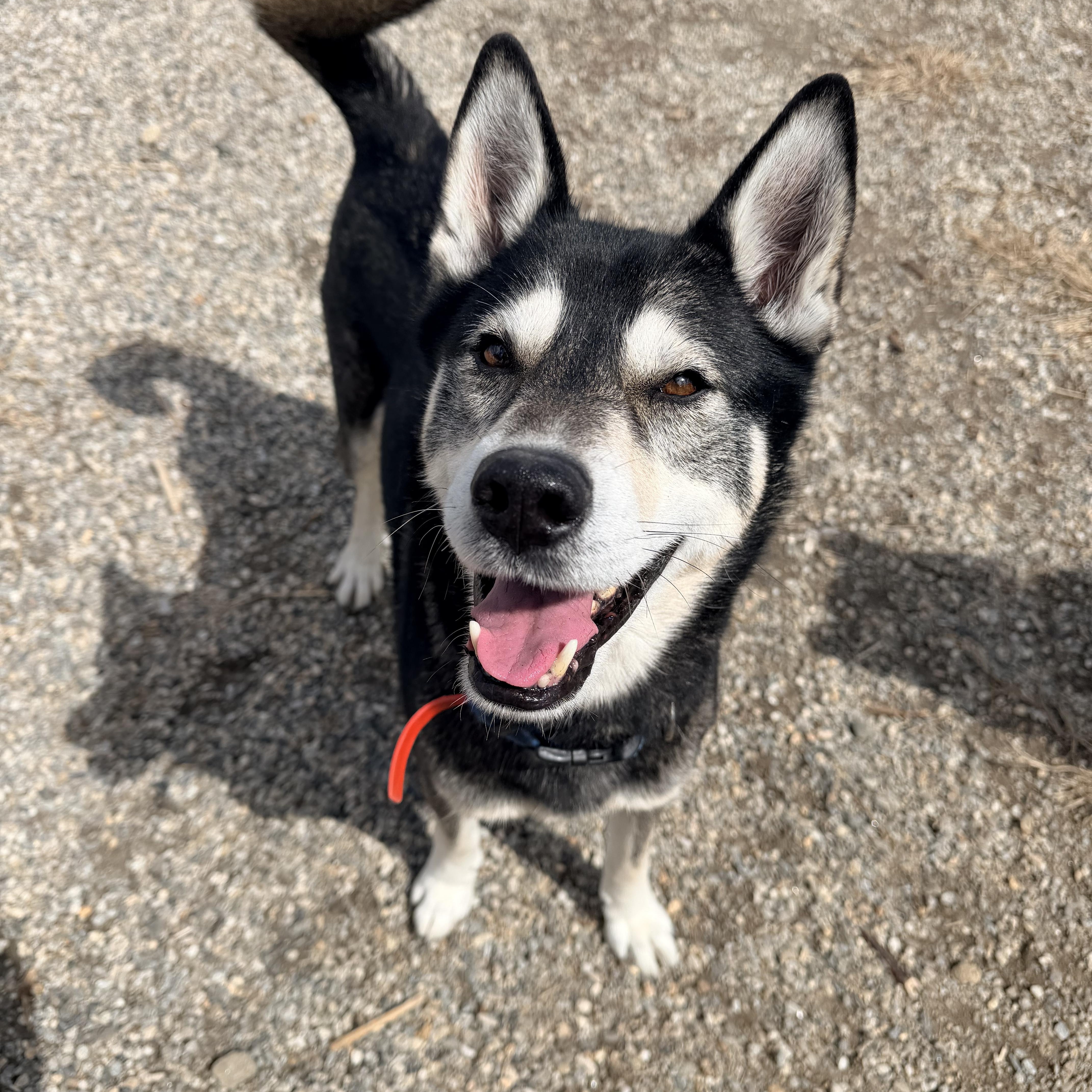 Enlarge D.O.G., a ADOPTABLE Husky in Willimantic, CT image 3/6