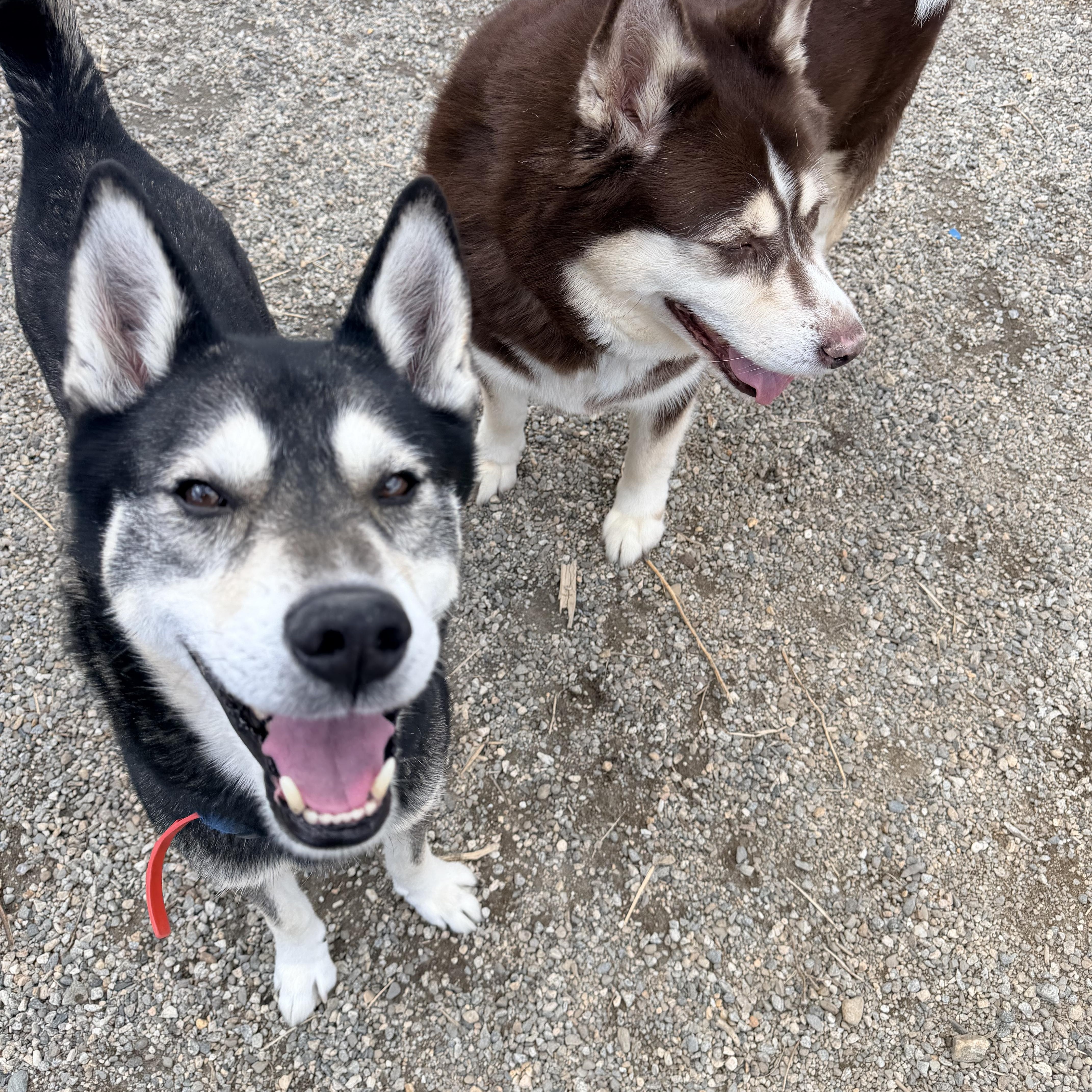 Enlarge D.O.G., a ADOPTABLE Husky in Willimantic, CT image 5/6