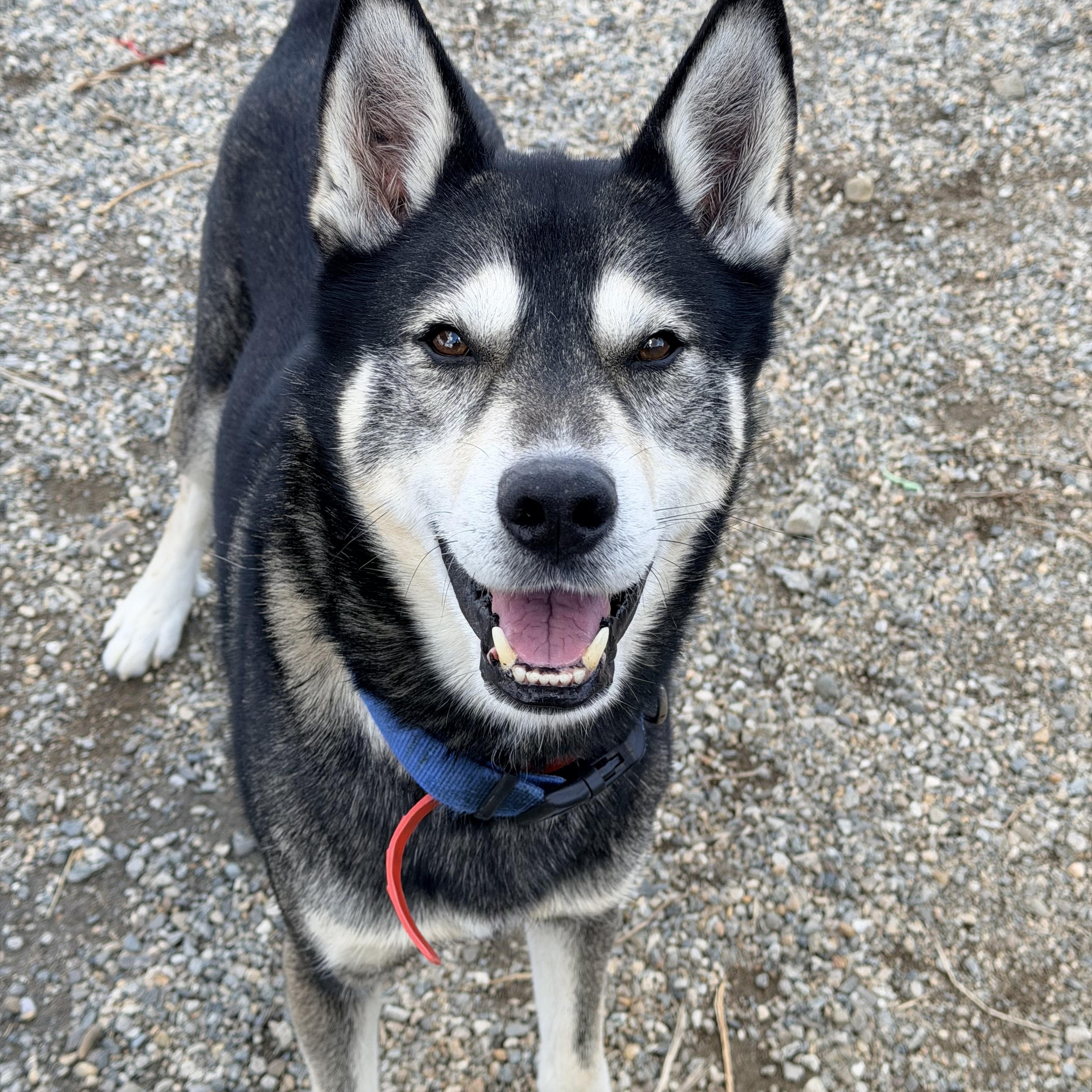 Enlarge D.O.G., a ADOPTABLE Husky in Willimantic, CT image 4/6