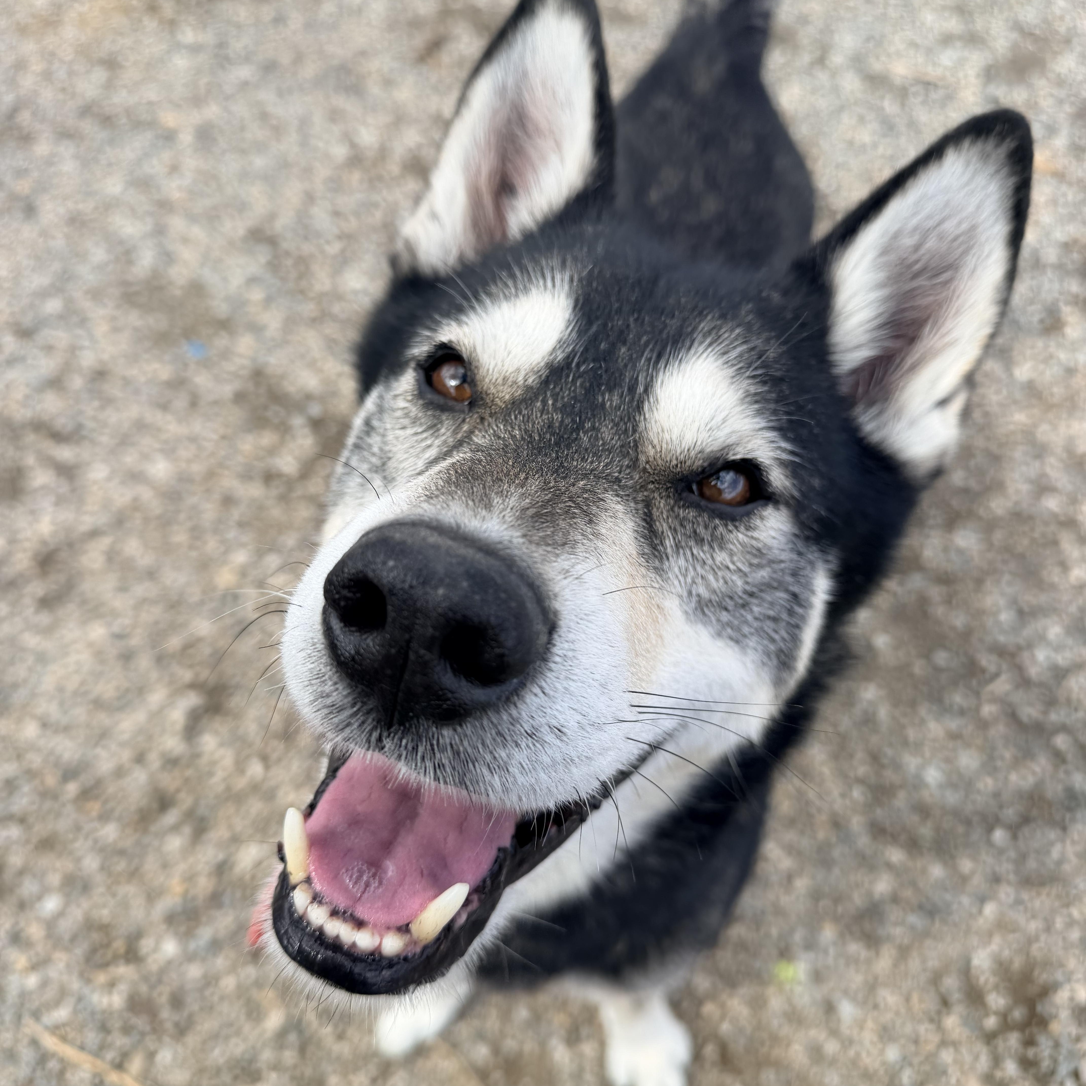 Enlarge D.O.G., a ADOPTABLE Husky in Willimantic, CT image 2/6