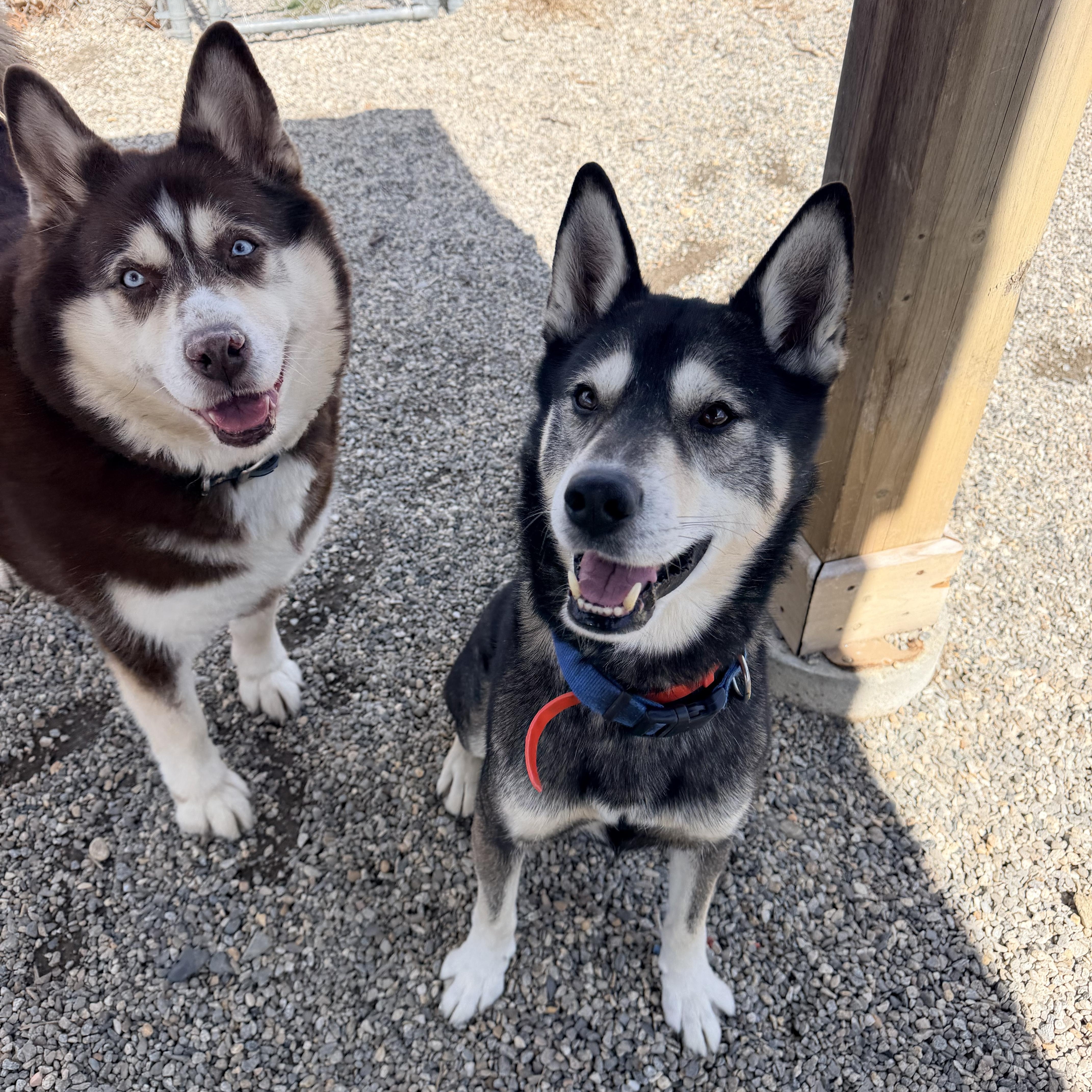 Enlarge D.O.G., a ADOPTABLE Husky in Willimantic, CT image 6/6