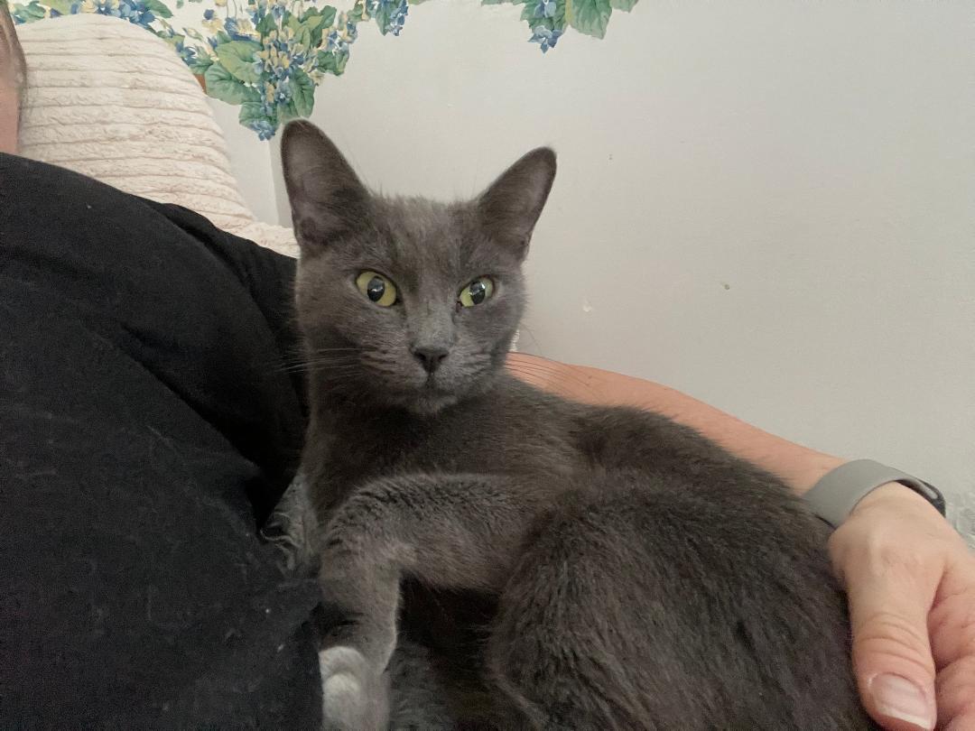 Enlarge Quasar (COURTESY POST), a Adoptable Domestic Short Hair in Monroe, OH image 1/3