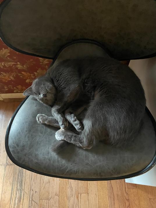 Enlarge Quasar (COURTESY POST), a Adoptable Domestic Short Hair in Monroe, OH image 2/3