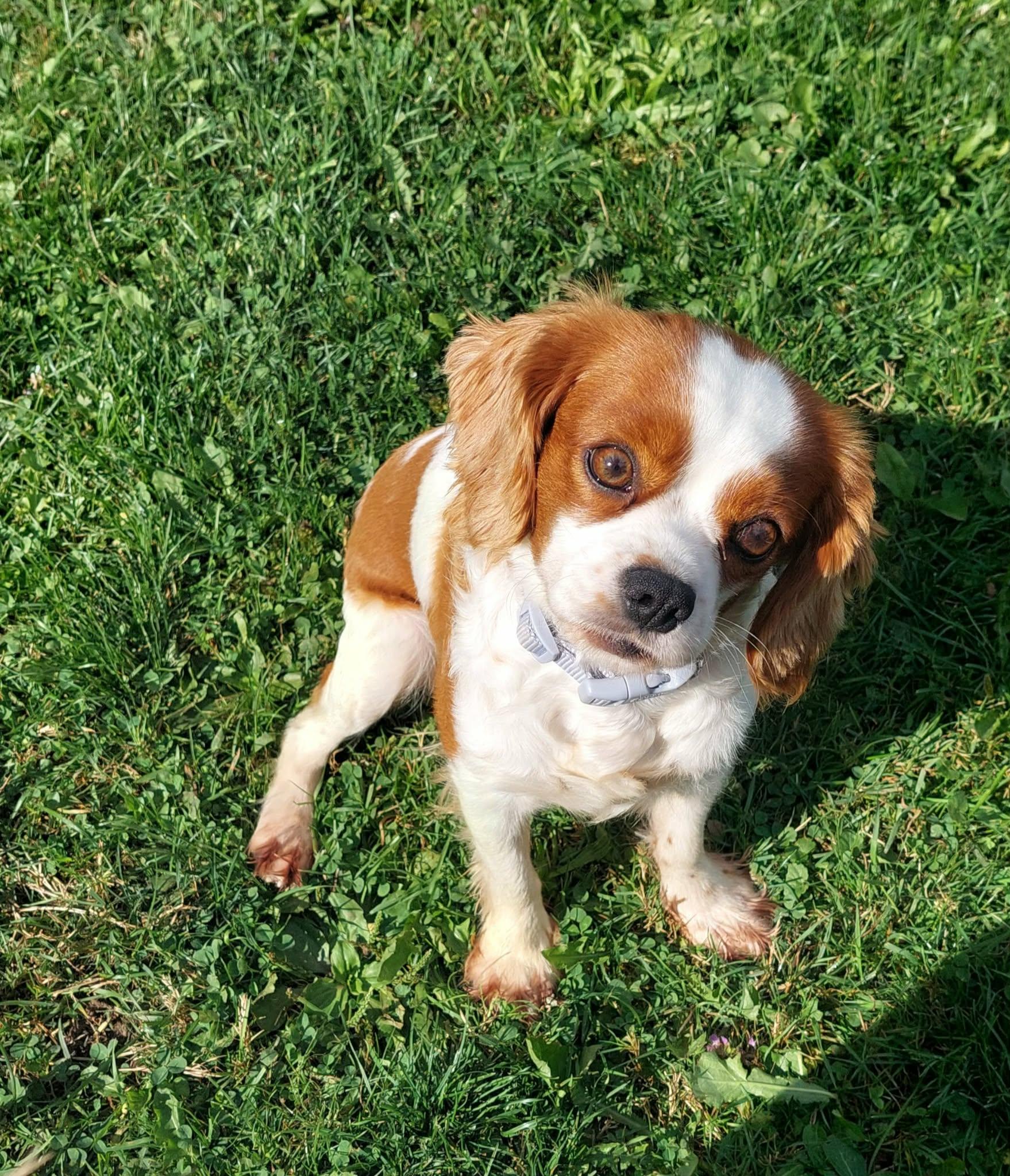Enlarge Patsy, a ADOPTABLE Cavalier King Charles Spaniel in Conesus, NY image 2/4