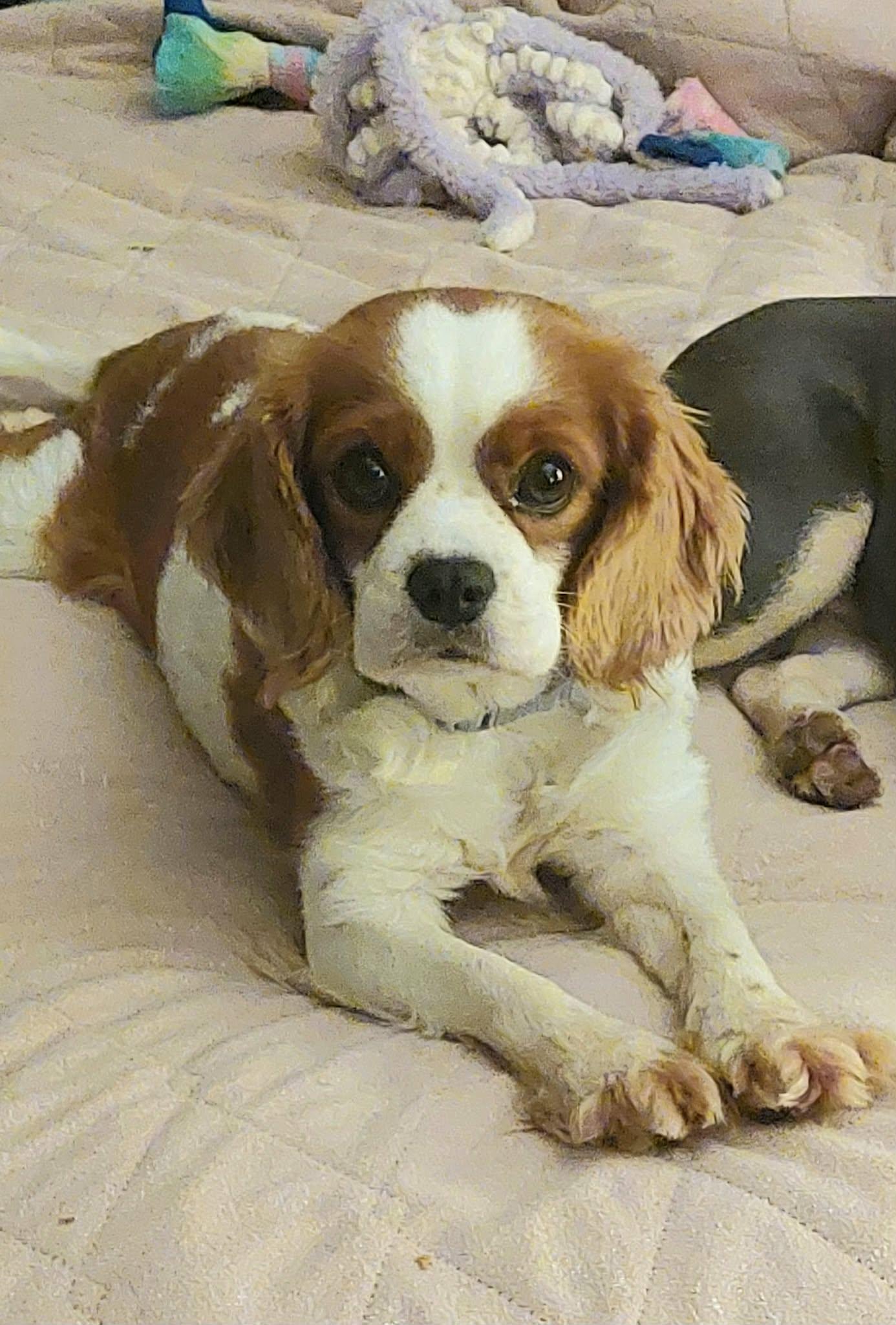 Enlarge Patsy, a ADOPTABLE Cavalier King Charles Spaniel in Conesus, NY image 1/4