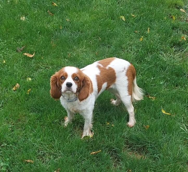 Enlarge Patsy, a ADOPTABLE Cavalier King Charles Spaniel in Conesus, NY image 4/4