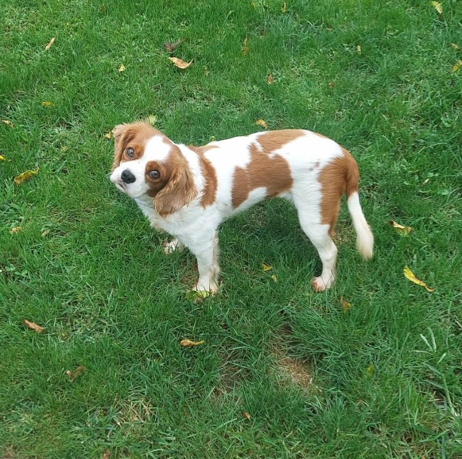 Enlarge Patsy, a ADOPTABLE Cavalier King Charles Spaniel in Conesus, NY image 3/4