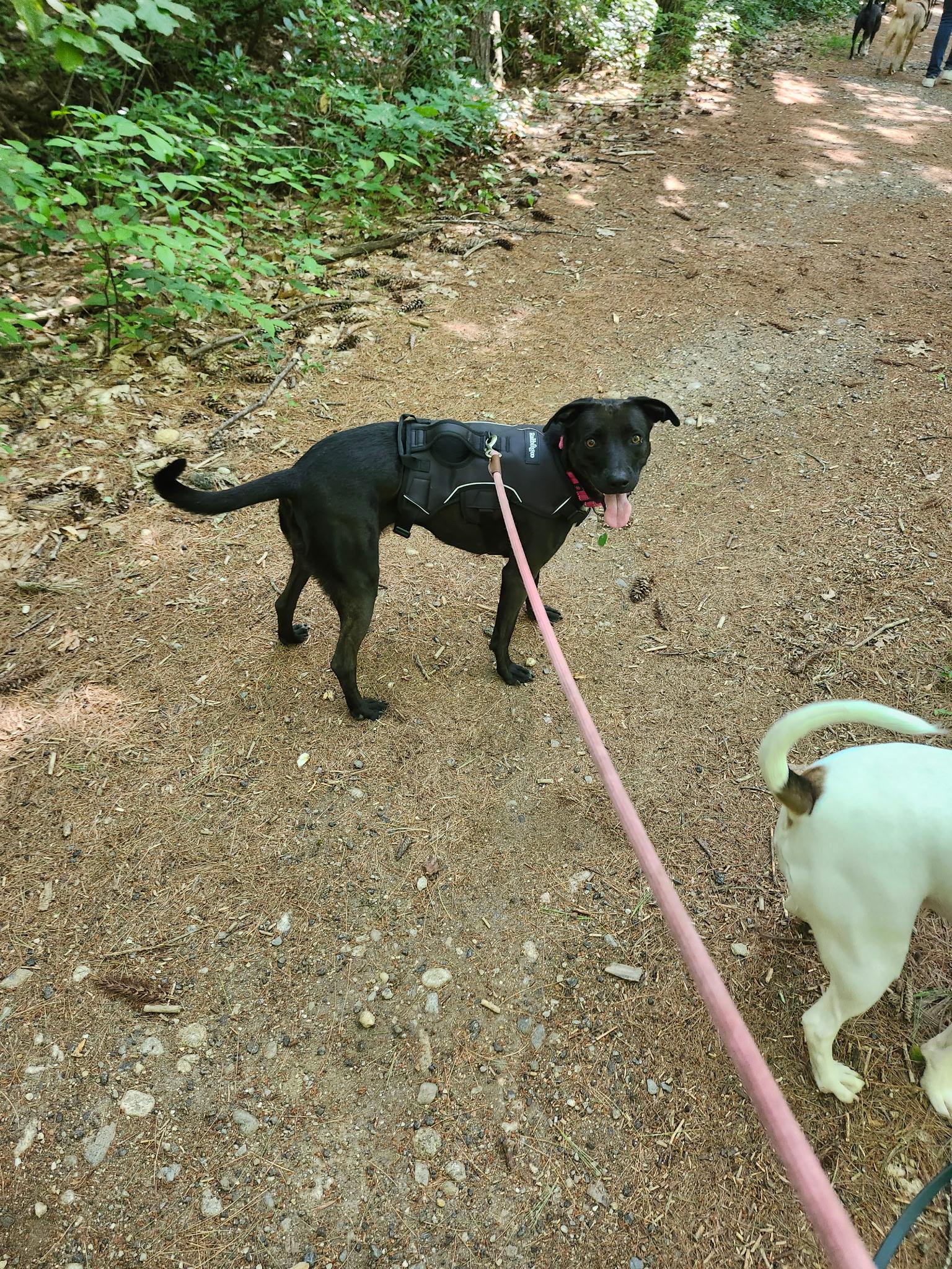 Enlarge Elle, a ADOPTABLE mixed breed in Milford, NH image 5/6