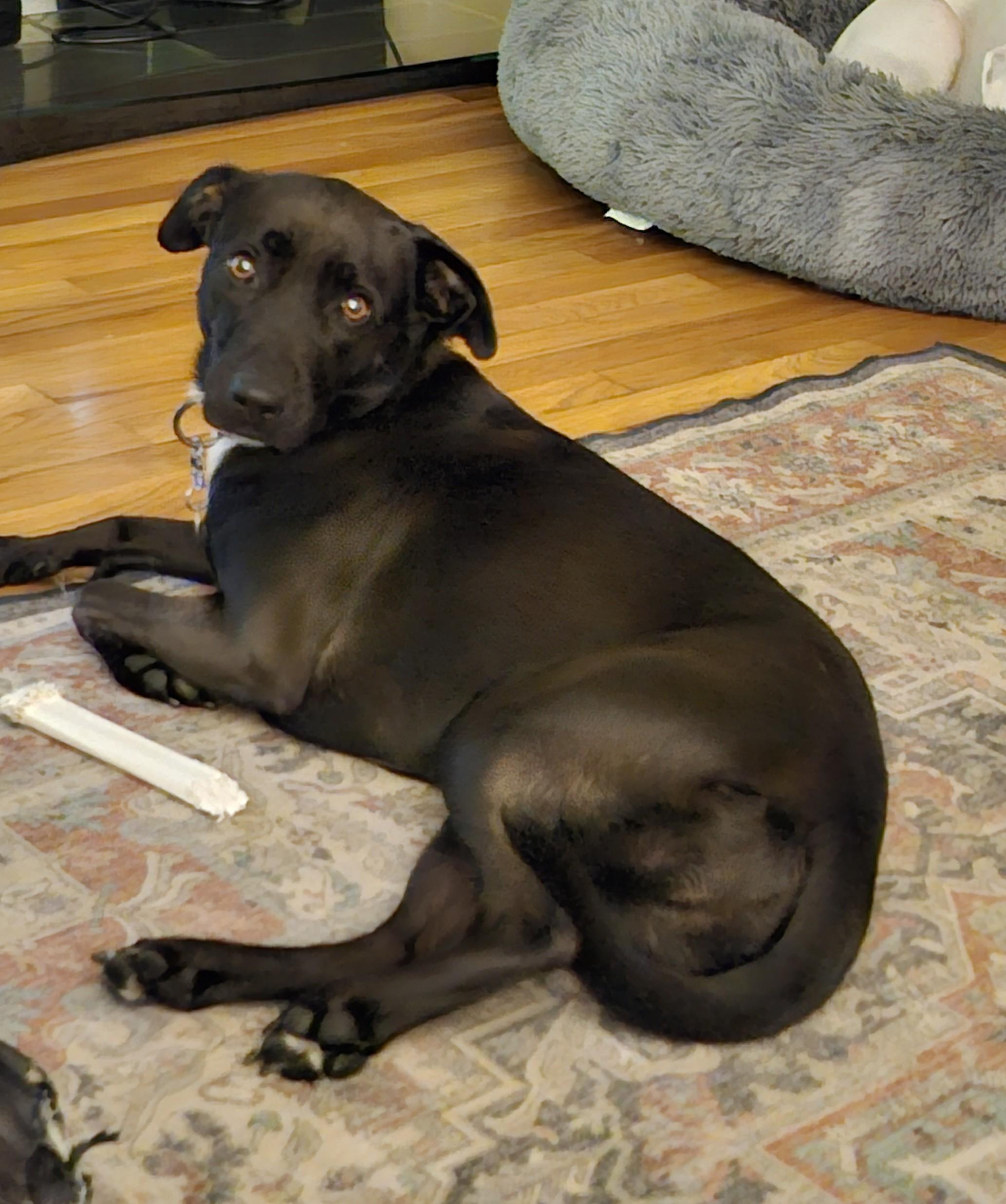Enlarge Elle, a Adoptable mixed breed in Milford, NH image 6/6