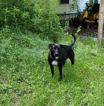 Elle, a ADOPTABLE mixed breed in Milford, NH image 1/6