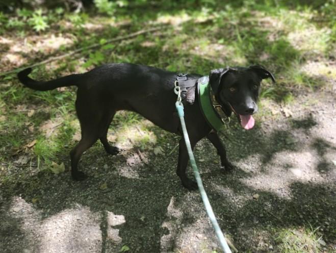 Elle, a ADOPTABLE mixed breed in Milford, NH image 4/6