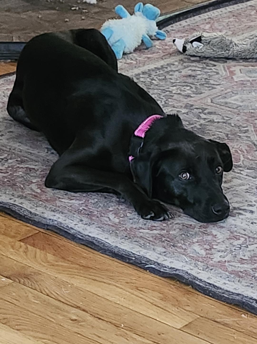 Enlarge Elle, a Adoptable mixed breed in Milford, NH image 2/6