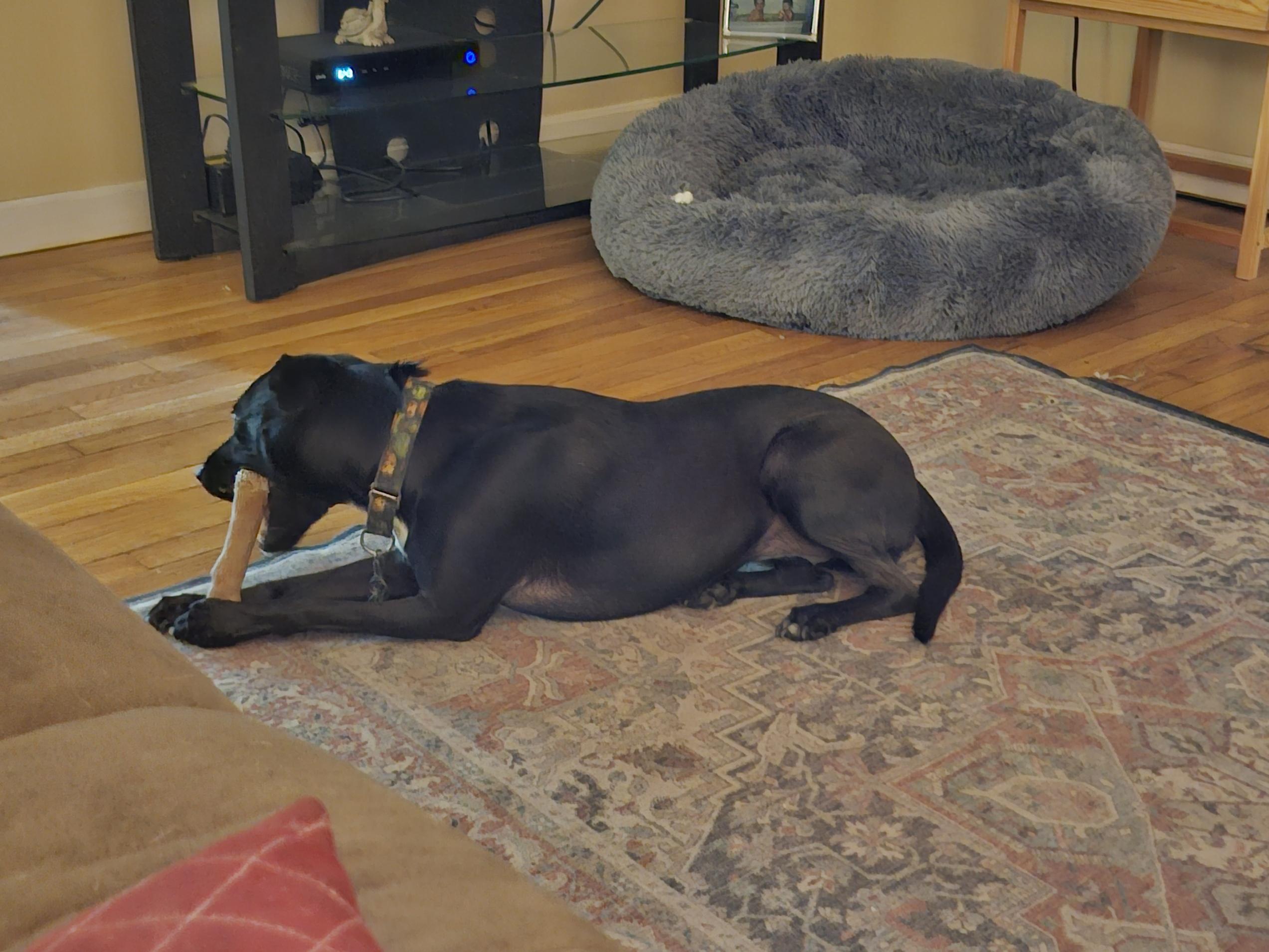 Elle, a ADOPTABLE mixed breed in Milford, NH image 6/6