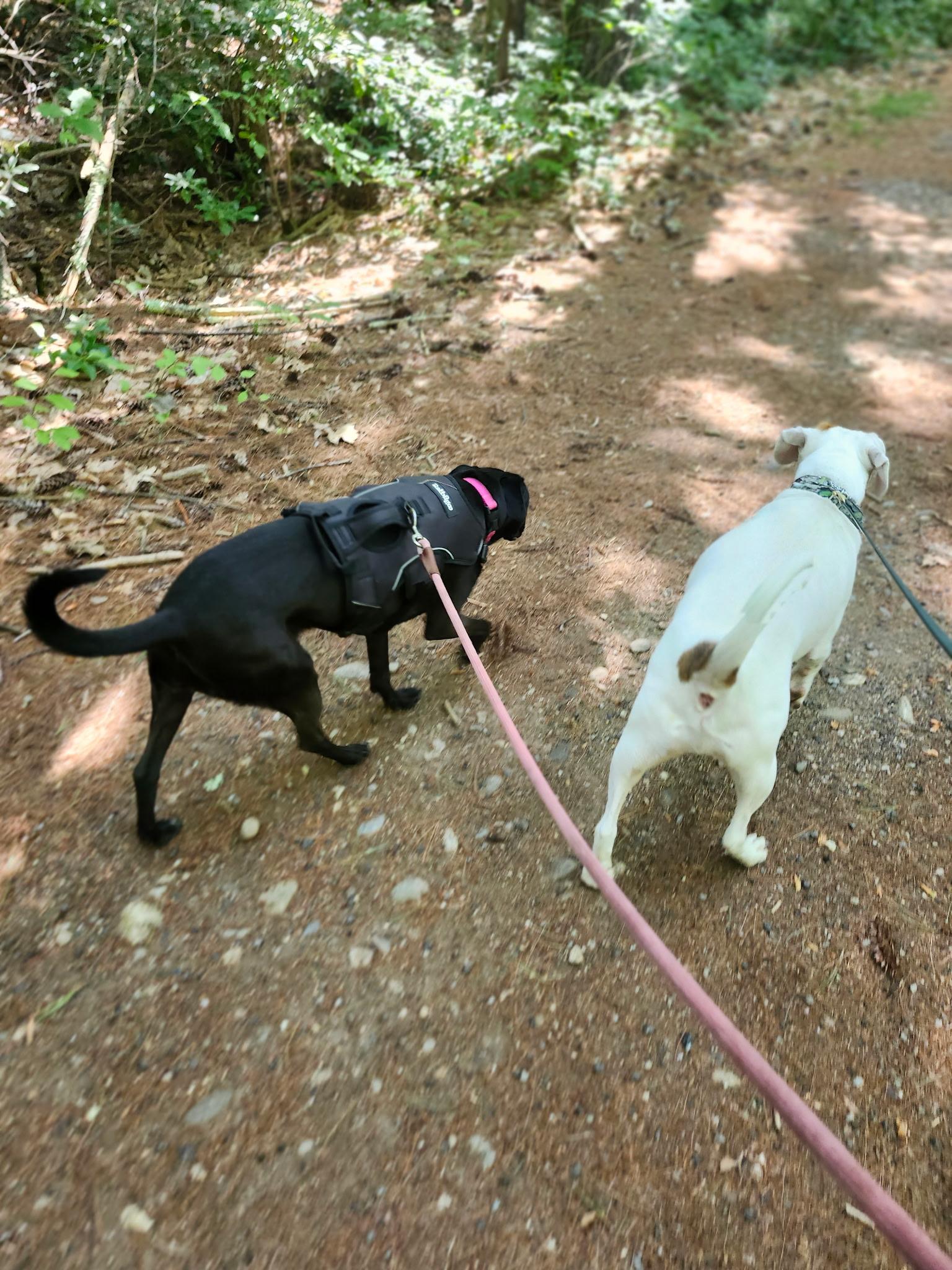 Enlarge Elle, a ADOPTABLE mixed breed in Milford, NH image 6/6