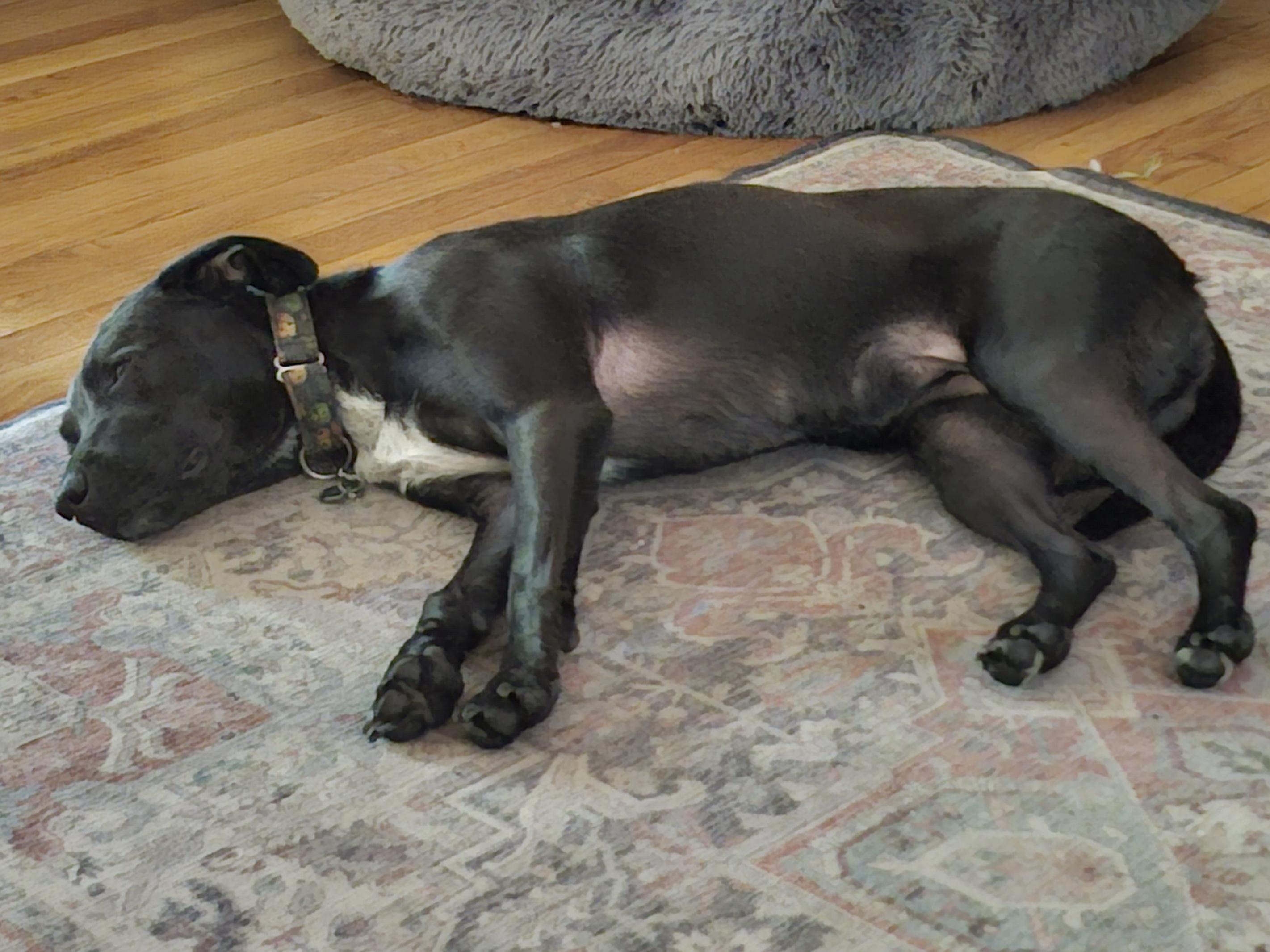 Elle, a ADOPTABLE mixed breed in Milford, NH image 5/6