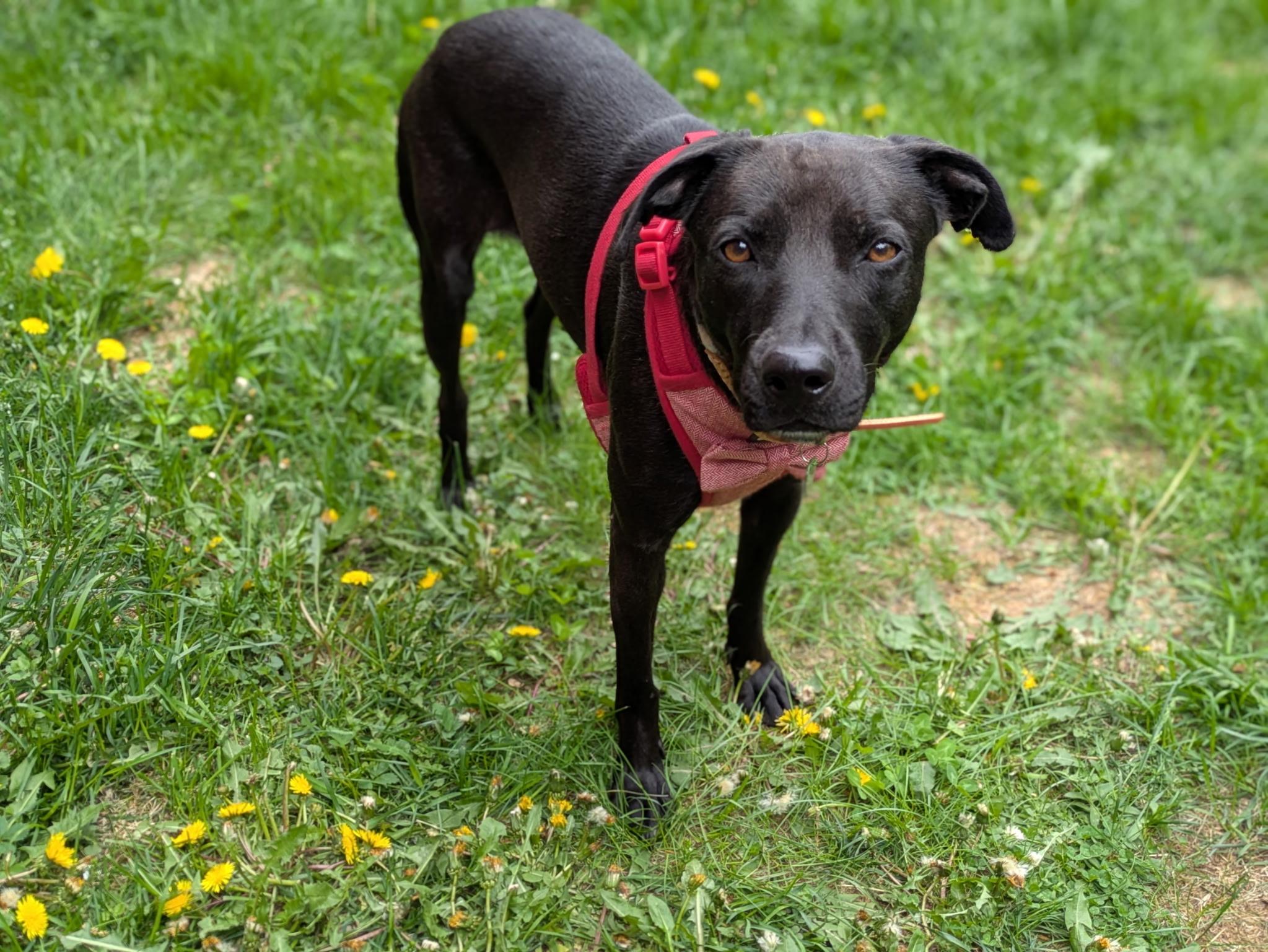 Elle, ADOPTABLE, Adult Female Labrador Retriever.