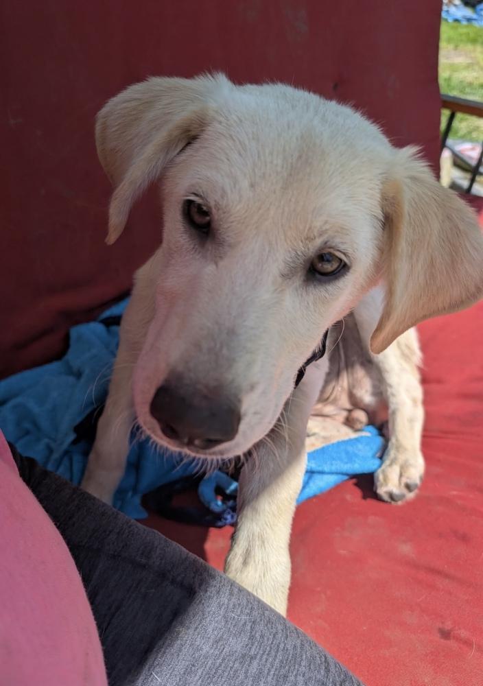 Bell Pepper, Adoptable, Puppy Female Anatolian Shepherd.
