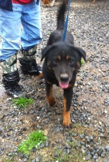 Ally, an adoptable Labrador Retriever, German Shepherd Dog in Walker, LA, 70785 | Photo Image 1