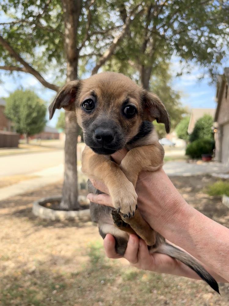 Enlarge Lakota, a Adoptable mixed breed in Frisco, TX image 2/5
