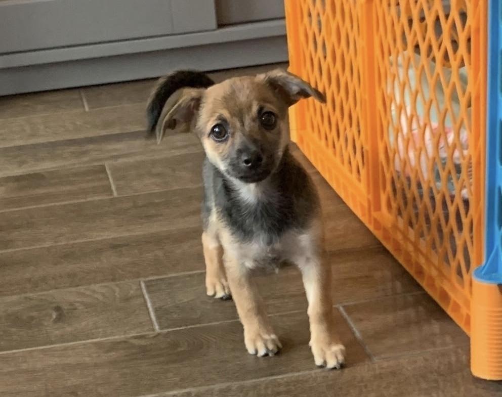 Enlarge Lakota, a Adoptable mixed breed in Frisco, TX image 4/5